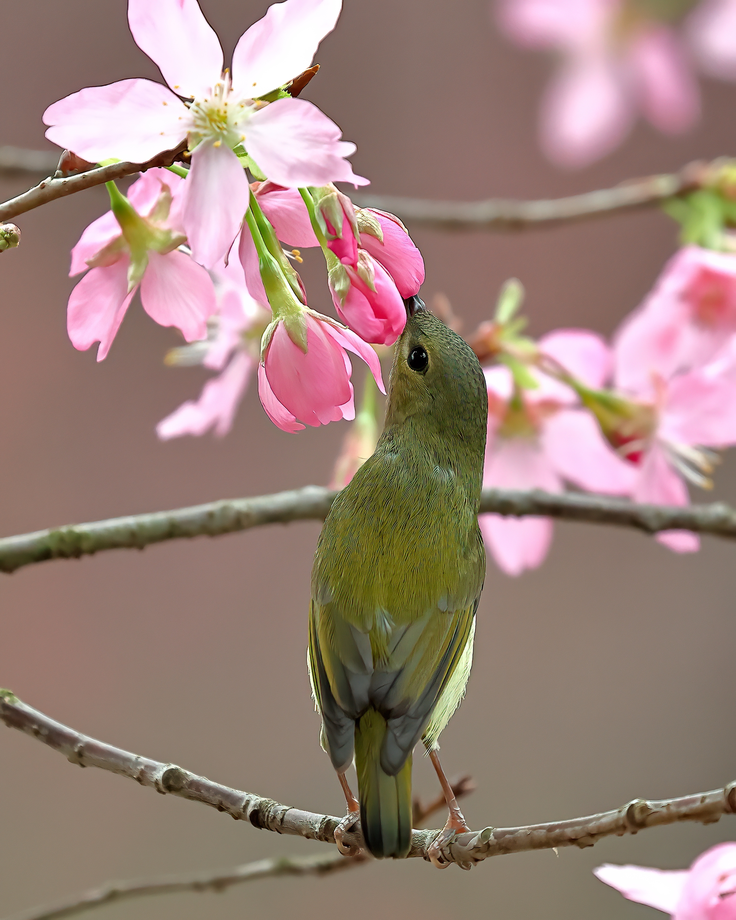 5D2A0513_-DeNoiseAI-clear.jpg