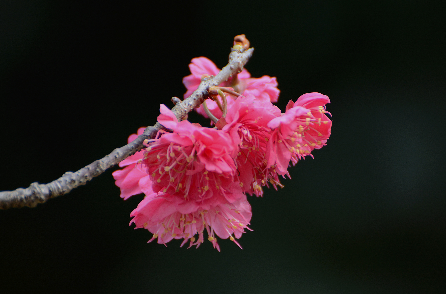 DSC_5196_.jpg