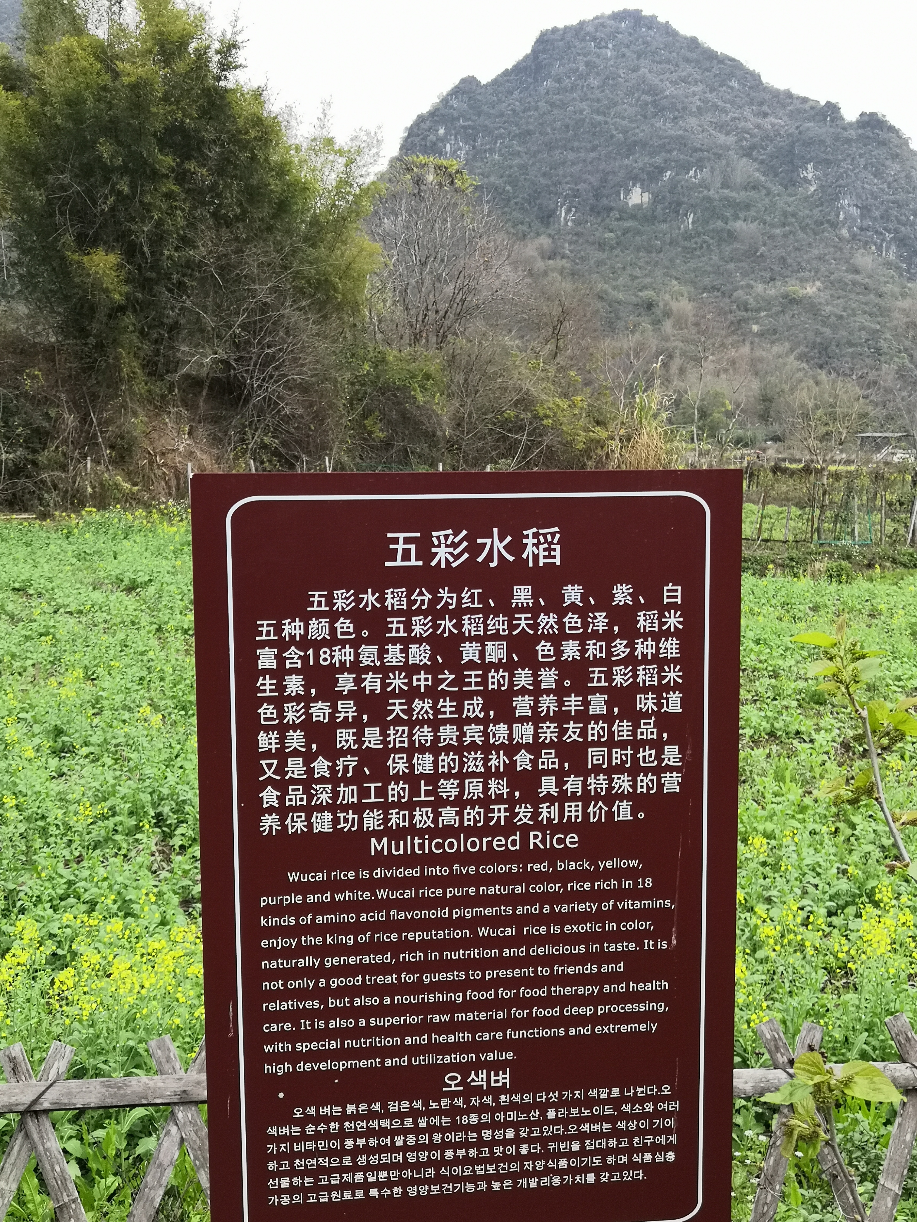 IMG_20250307_135018.jpg