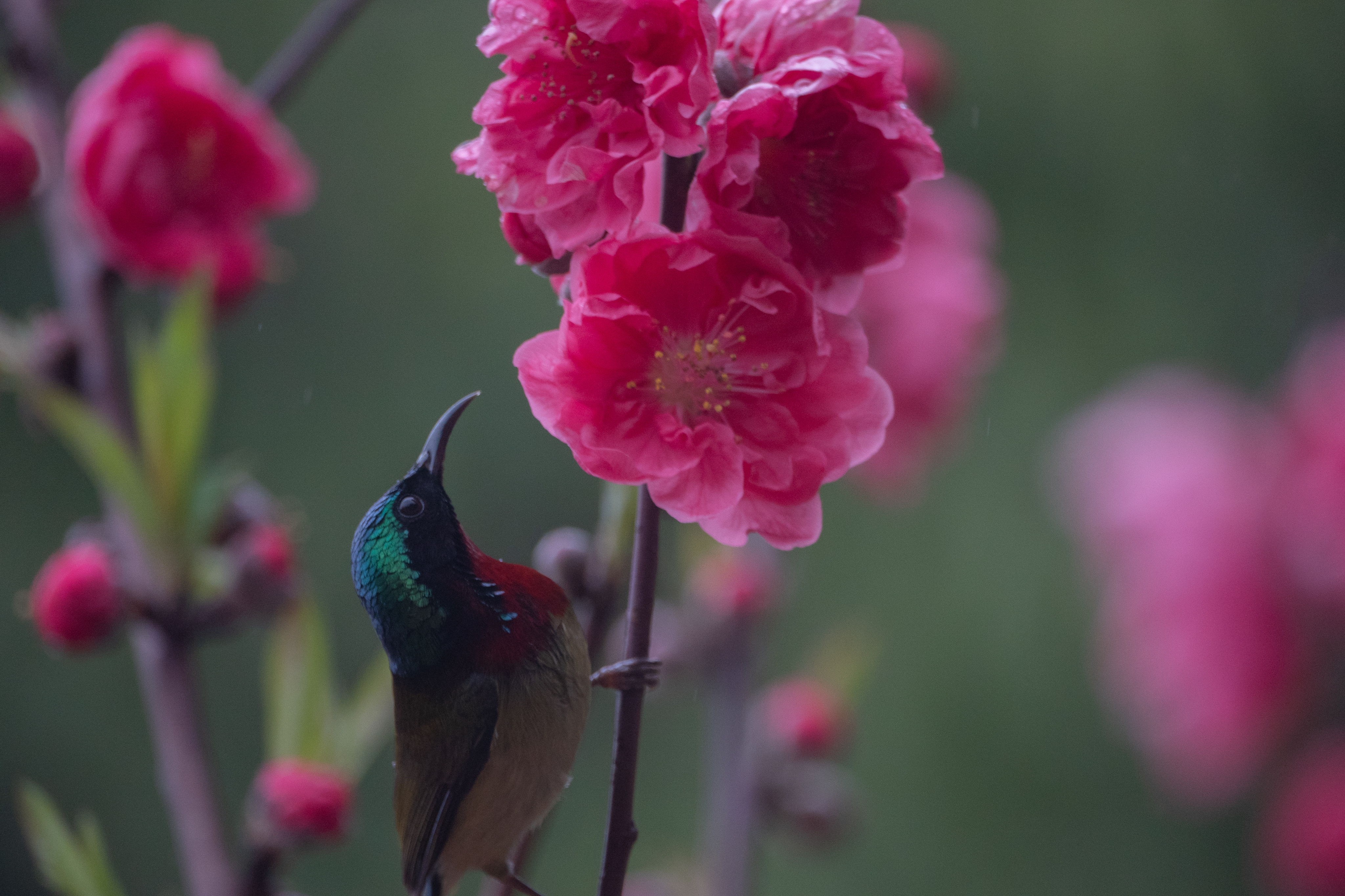 DSC07500_.jpg