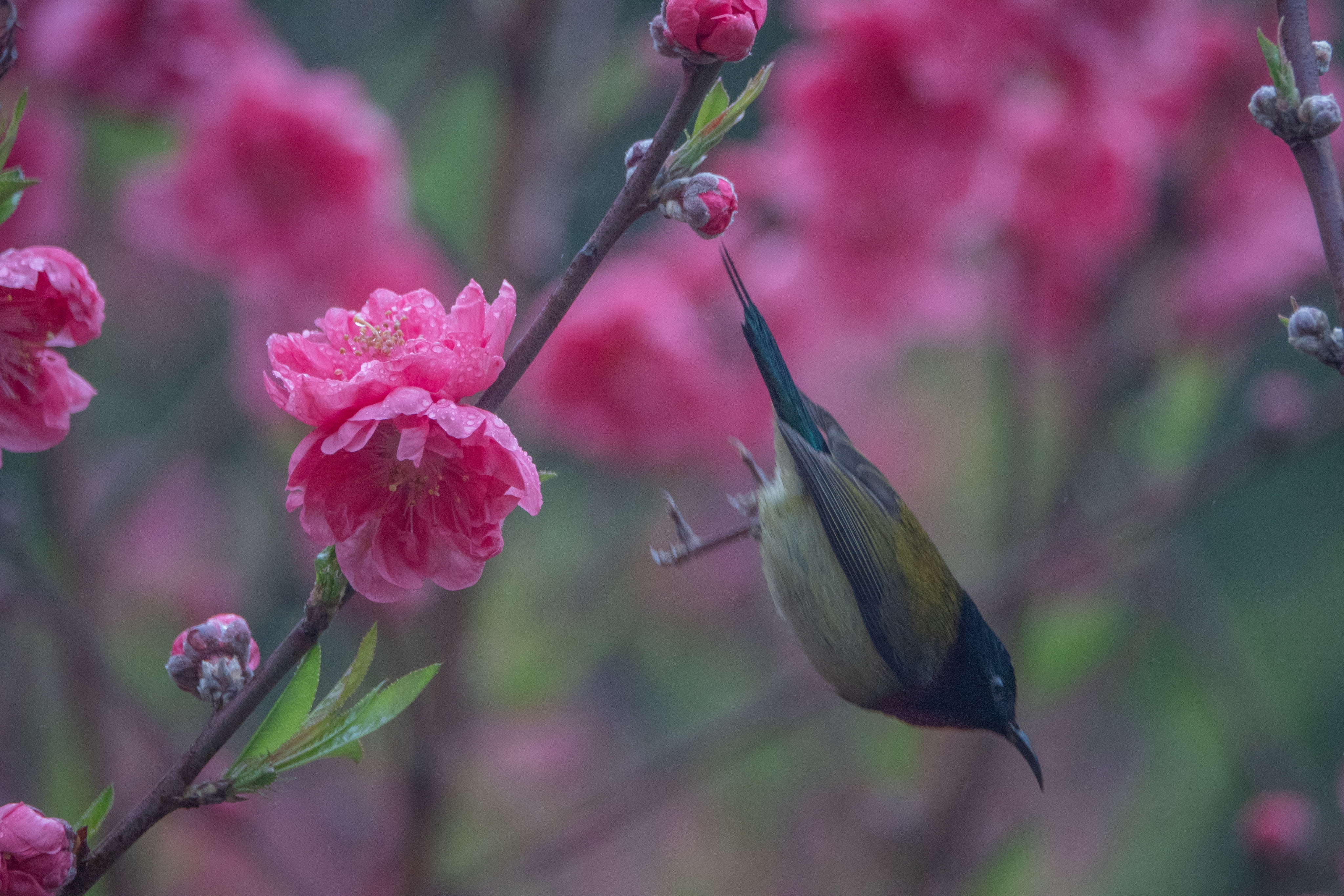 DSC07765_.jpg