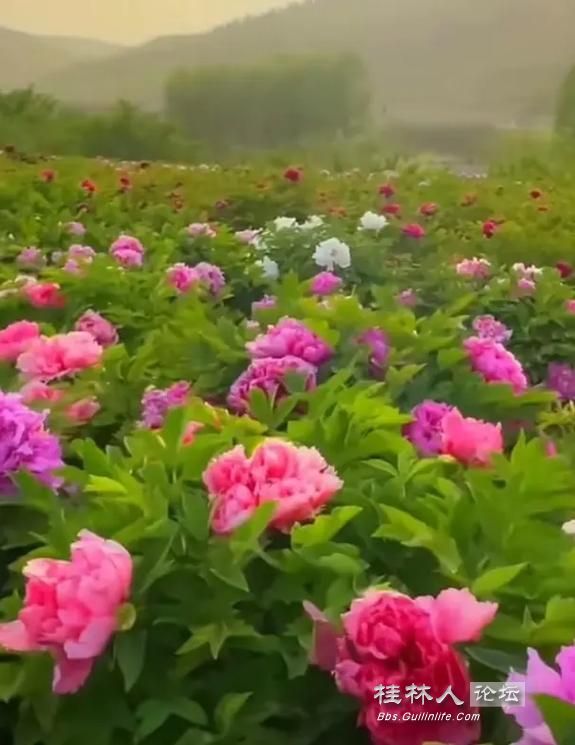 u=1514549375,3275030570&fm=253&app=138&f=JPEG.jpg
