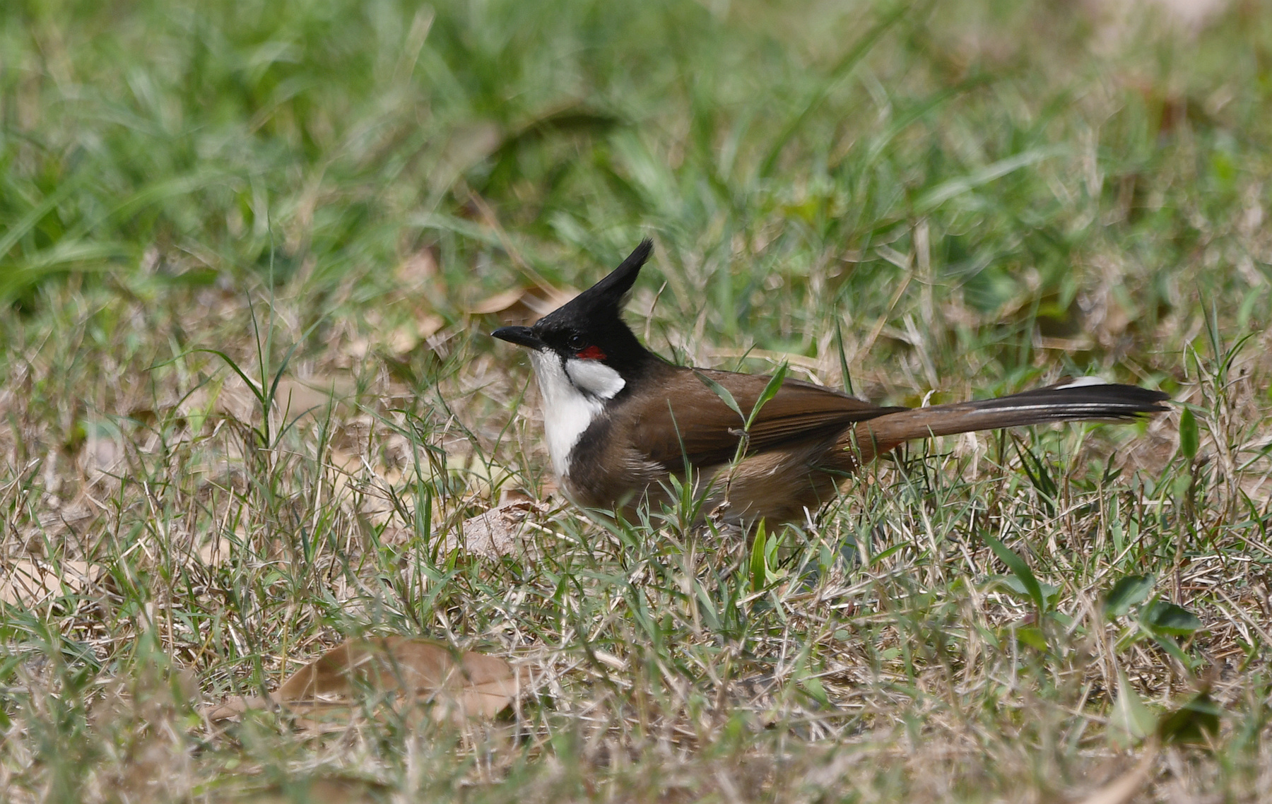 DSC_3582_.jpg