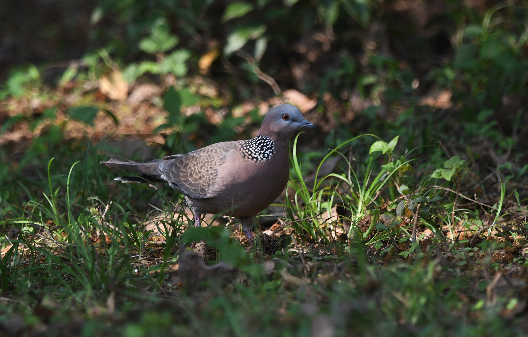 DSC_3616_.jpg