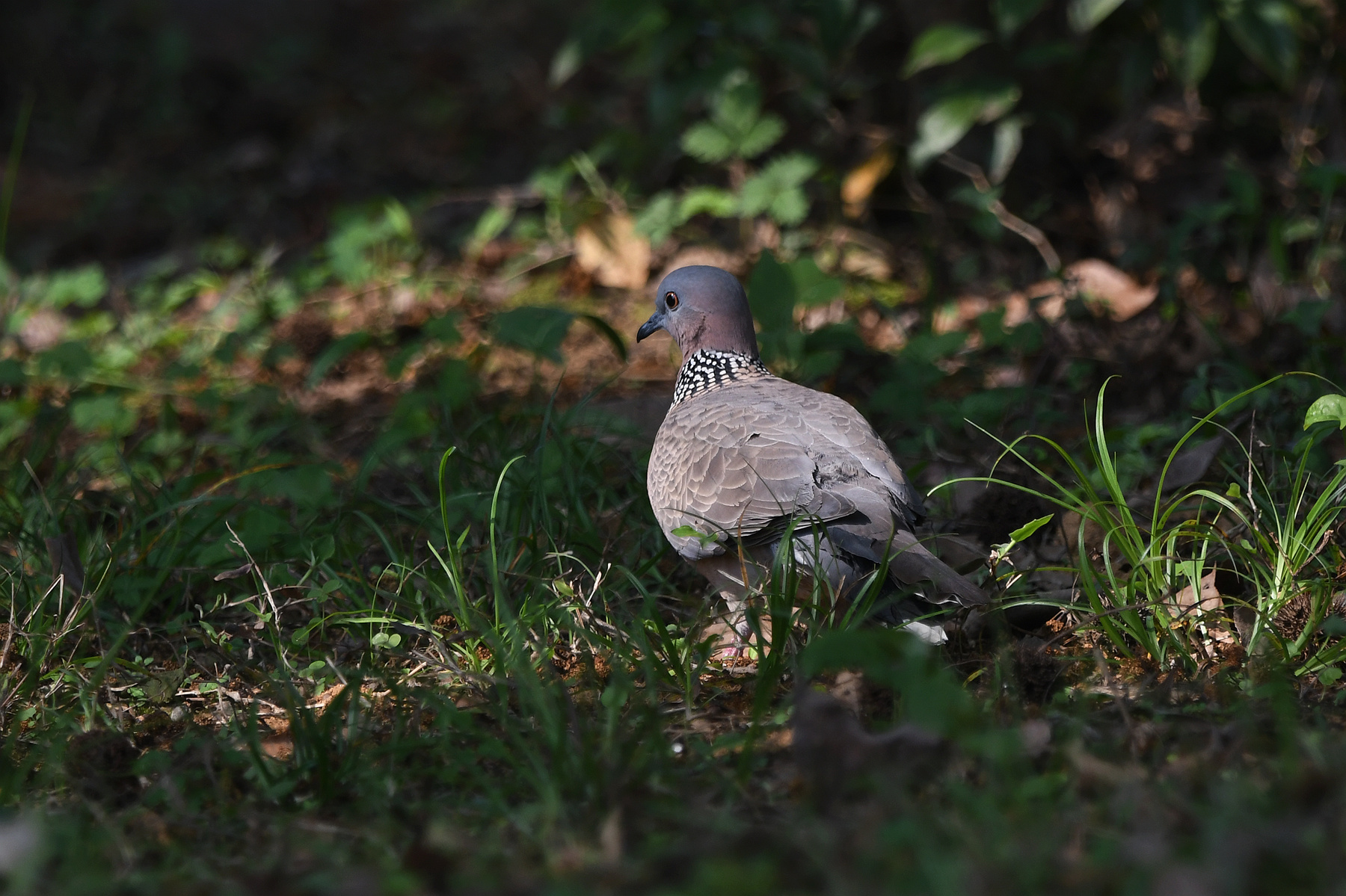 DSC_3614_.jpg