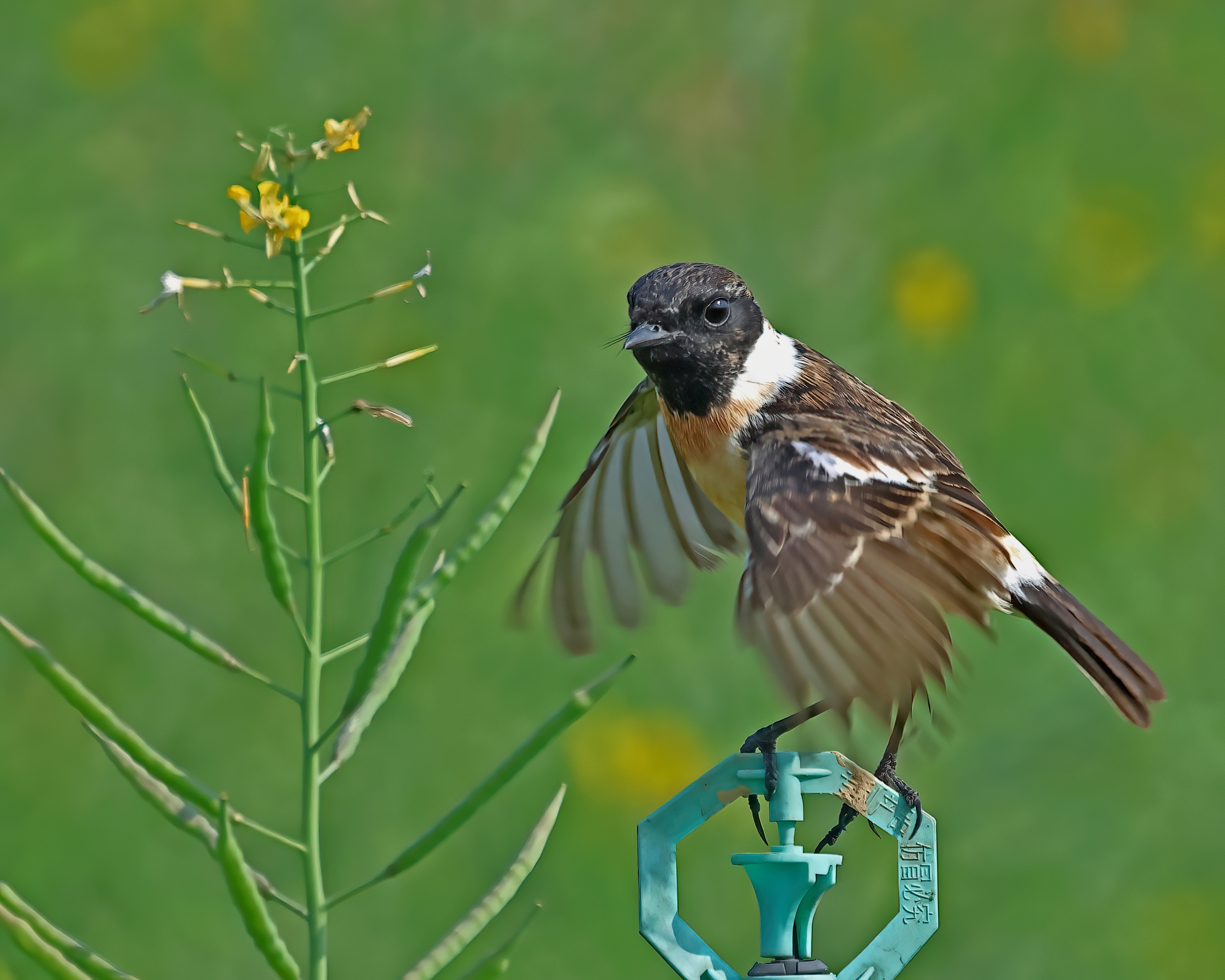 5D2A4346-DeNoiseAI-clear.jpg