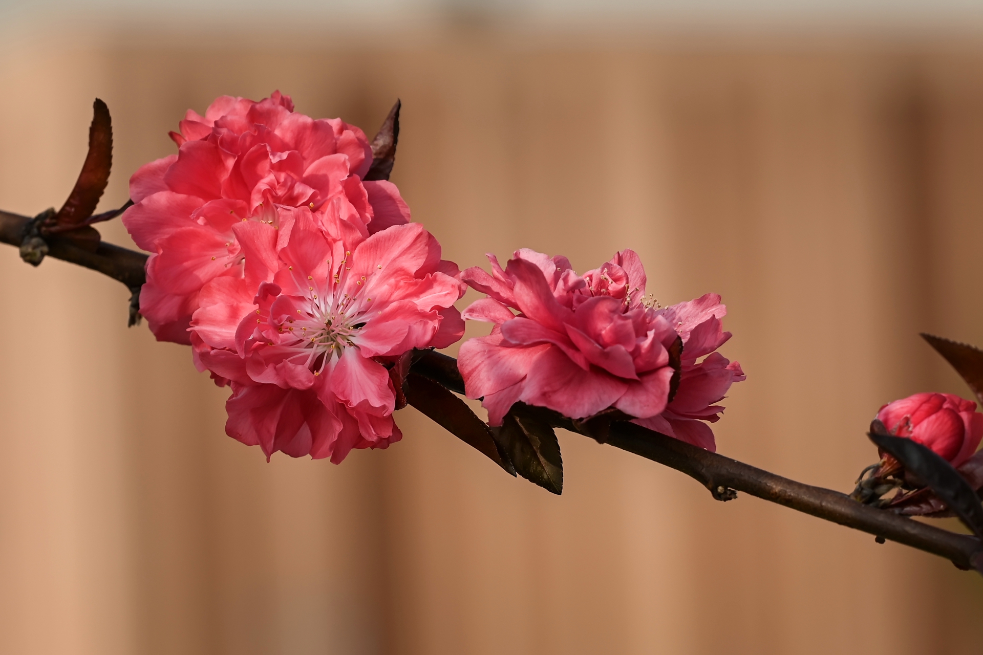 DSC_1746.jpg