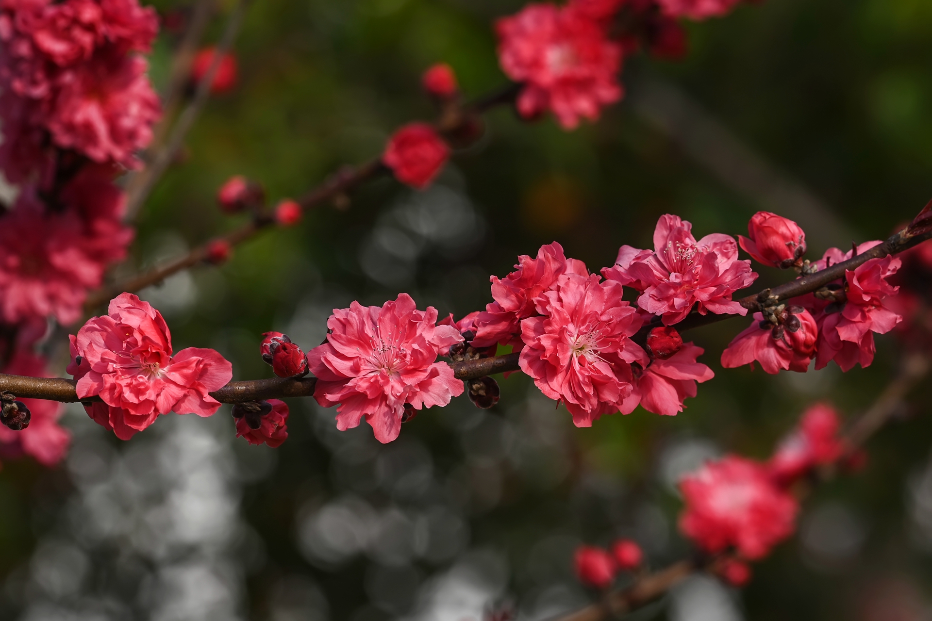DSC_1789.jpg