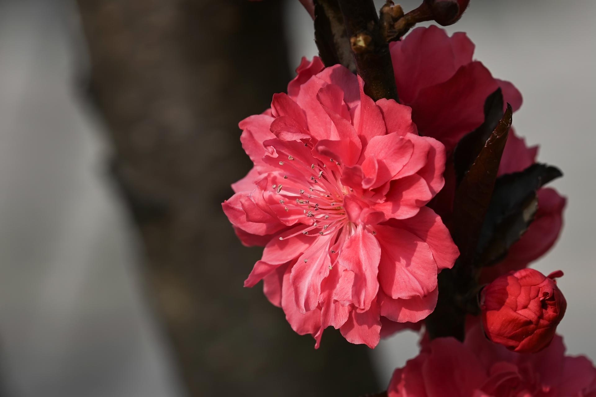 DSC_1816.jpg