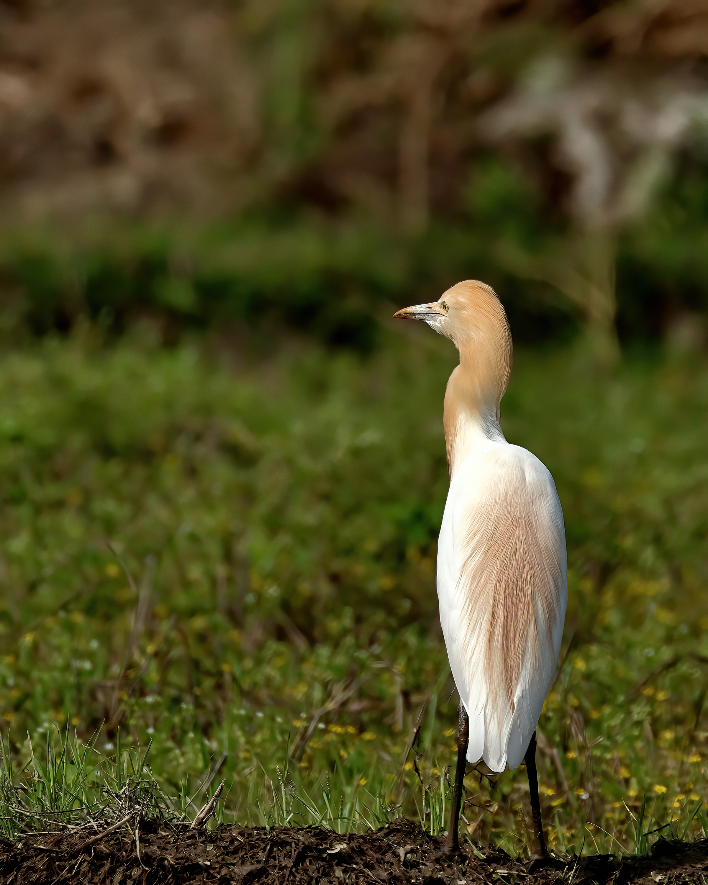 5D2A7999-DeNoiseAI-clear.jpg