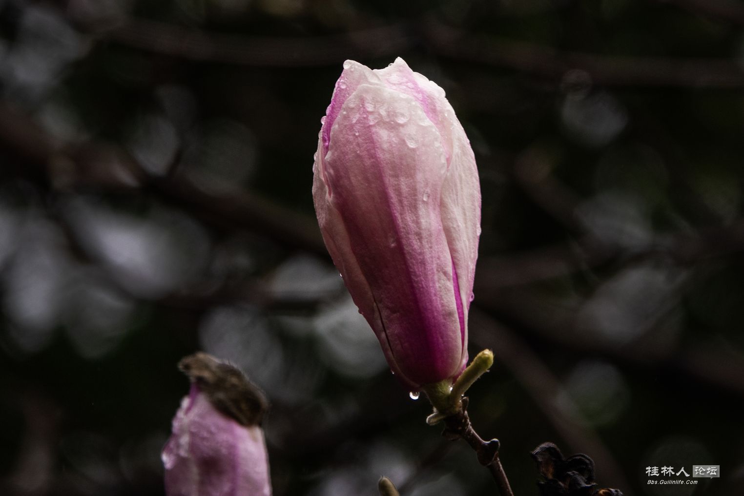 DSC05505-0.jpg