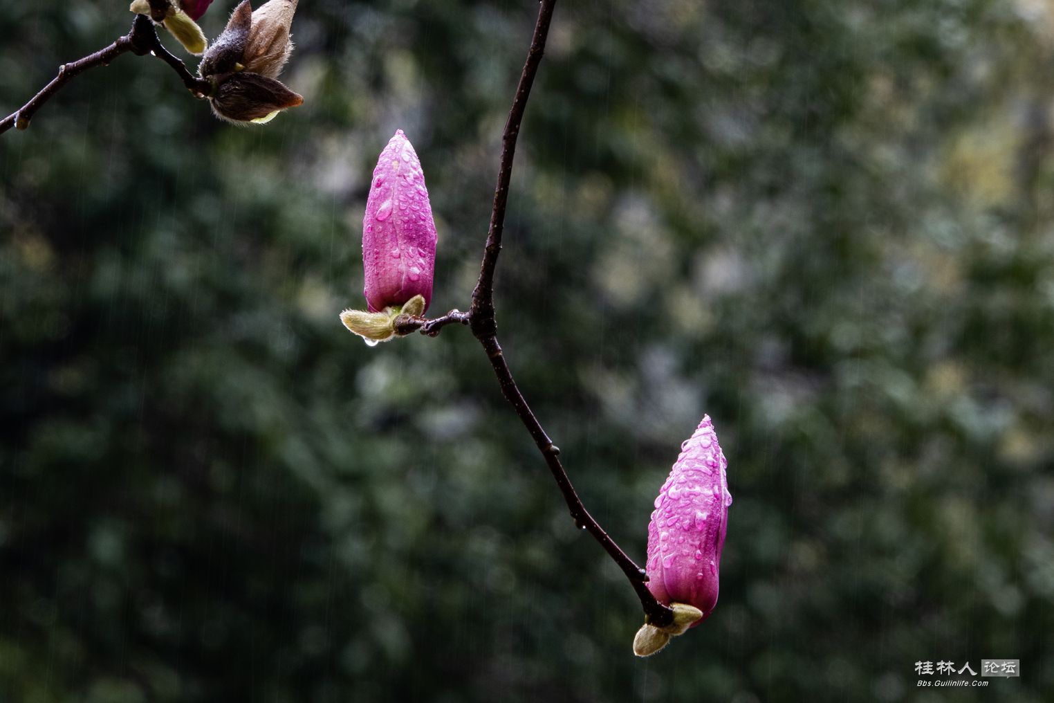 DSC05538-0.jpg