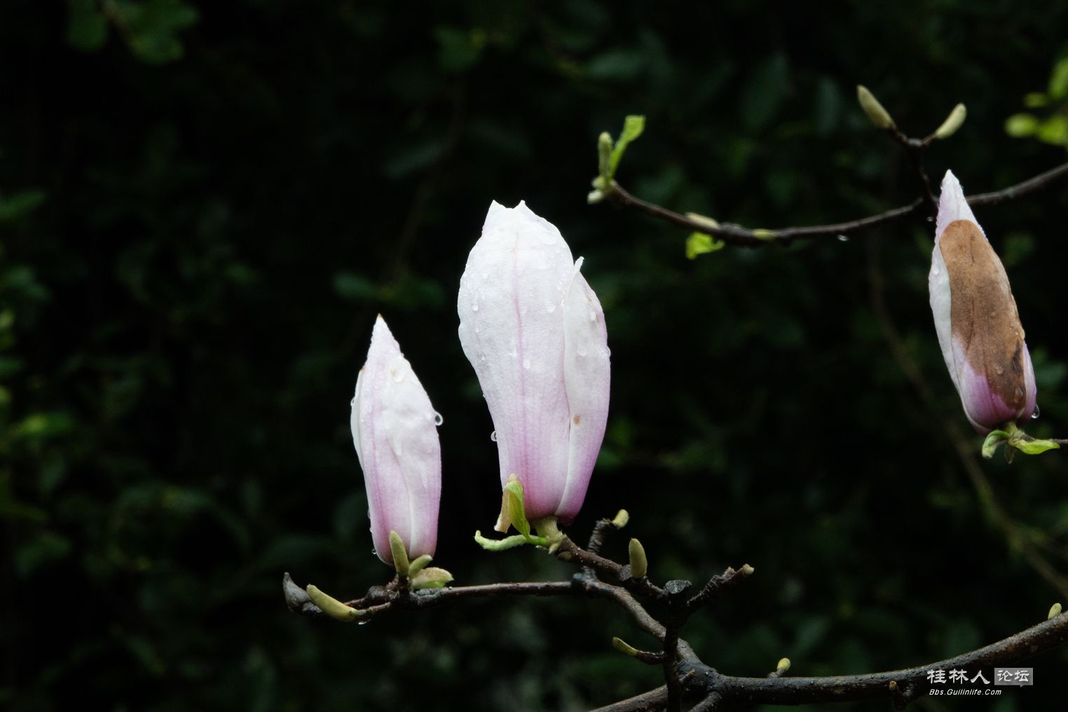 DSC05575-0.jpg