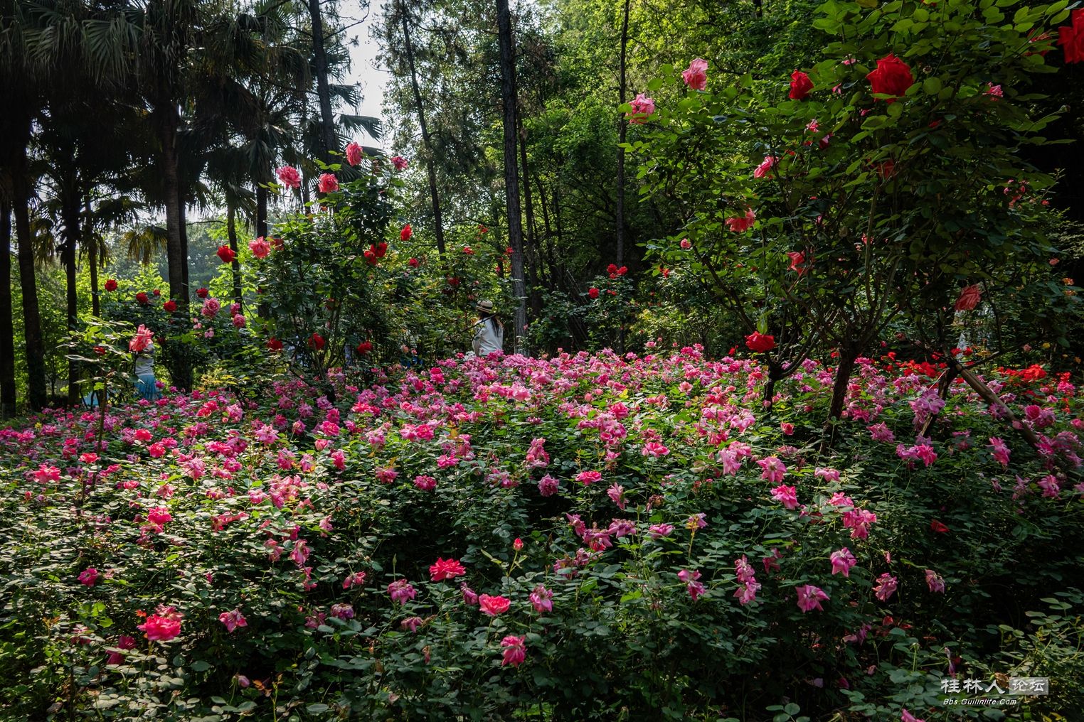 DSC07037-0.jpg