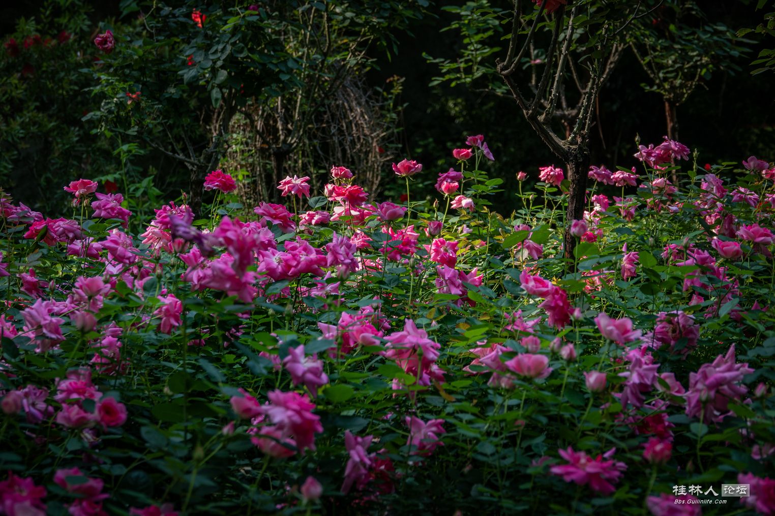 DSC07039-0.jpg