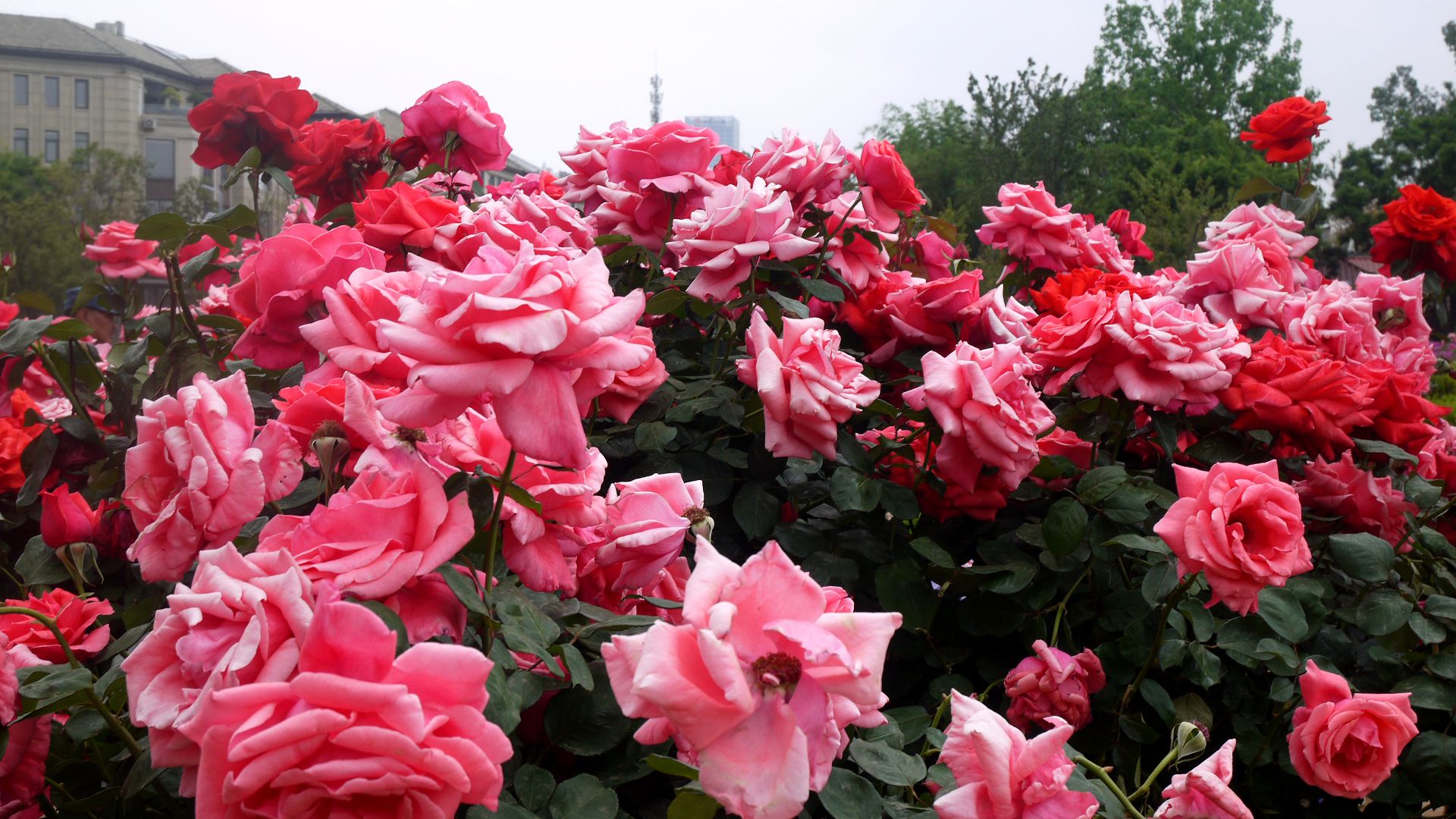 P1170973_.jpg