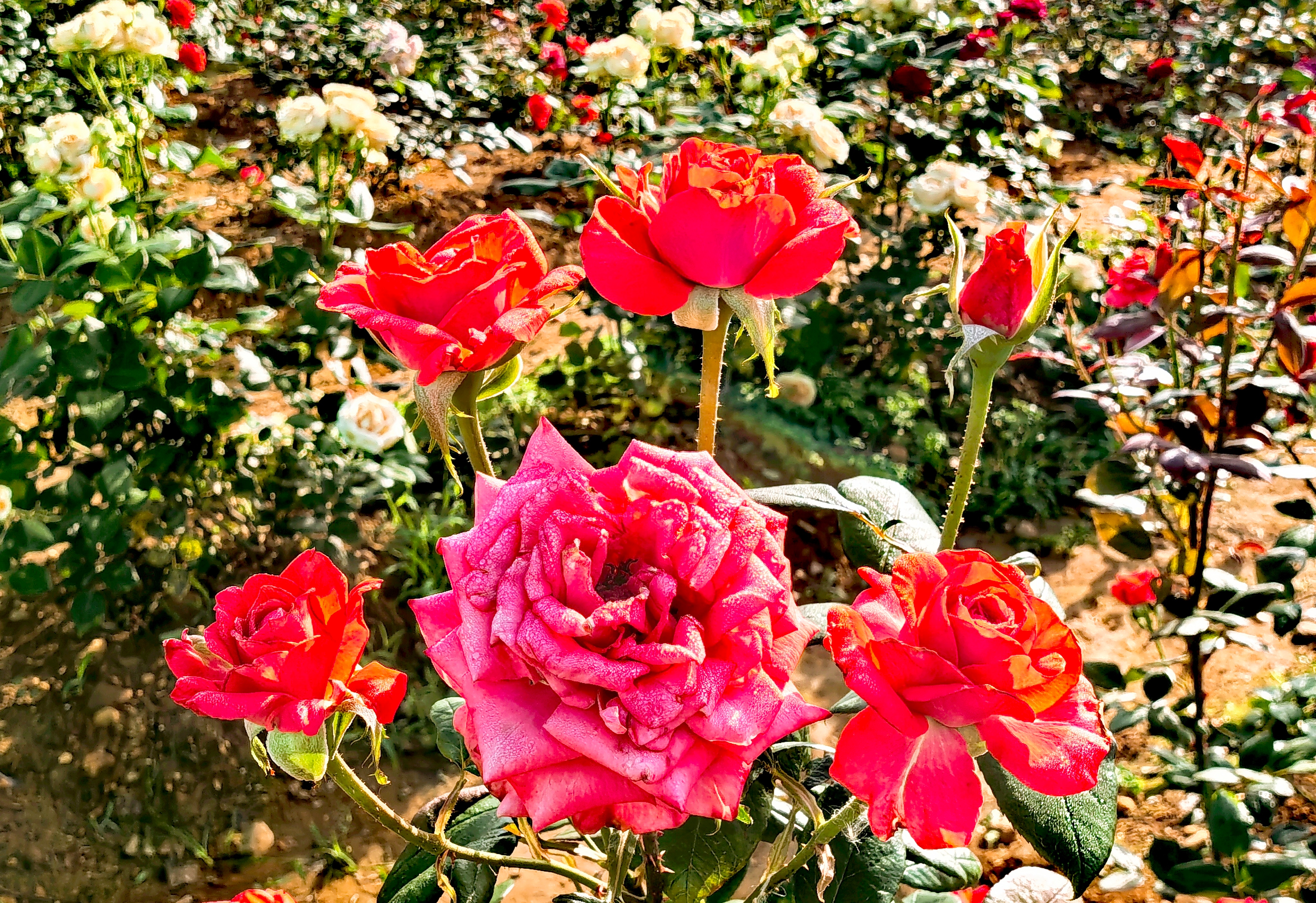 IMG_20250502_074931_edit_95255853922964.jpg