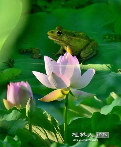 u=507794338,1782562040&fm=253&fmt=auto&app=138&f=JPEG.webp.jpg