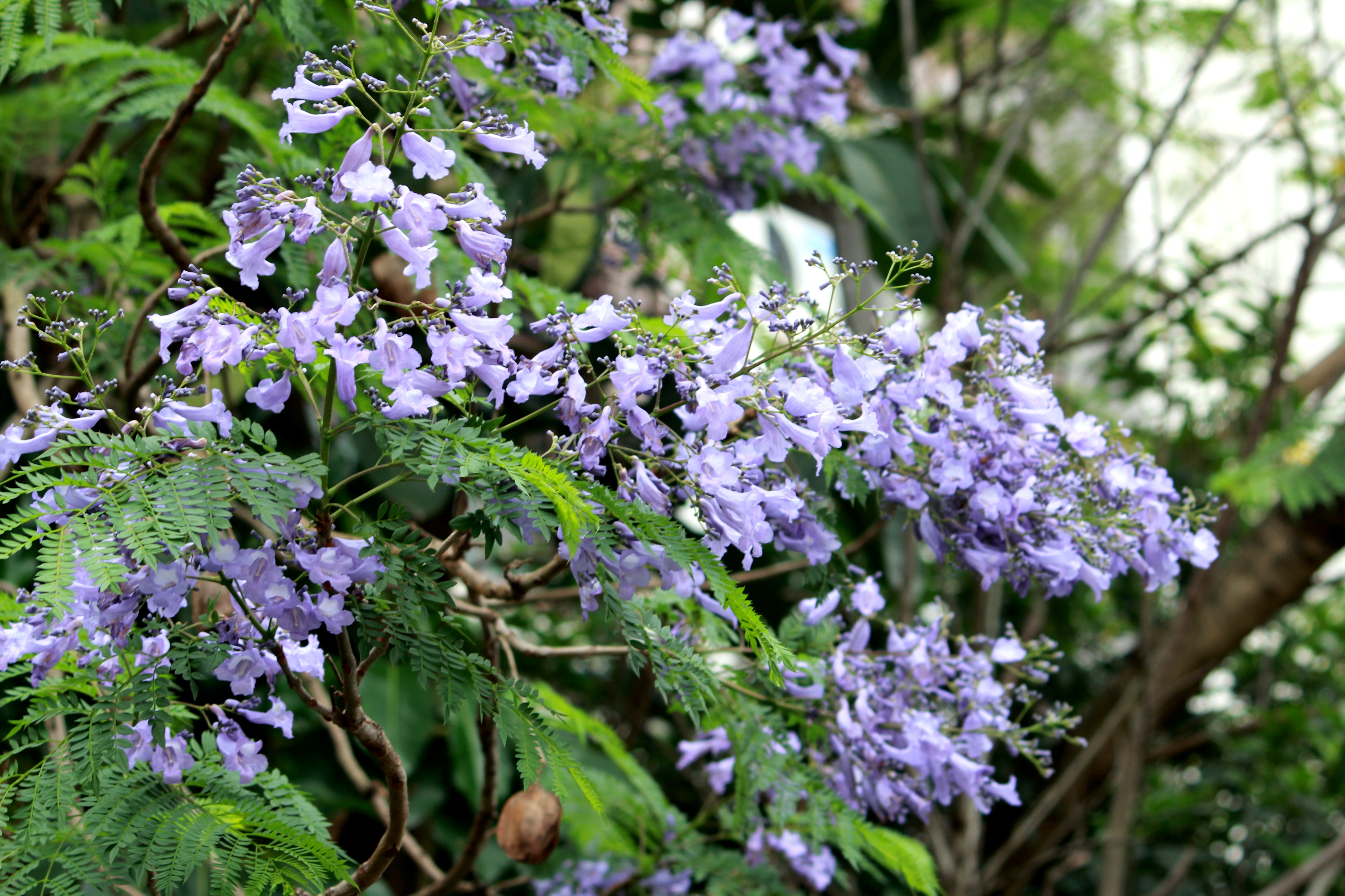 IMG_7456.JPG