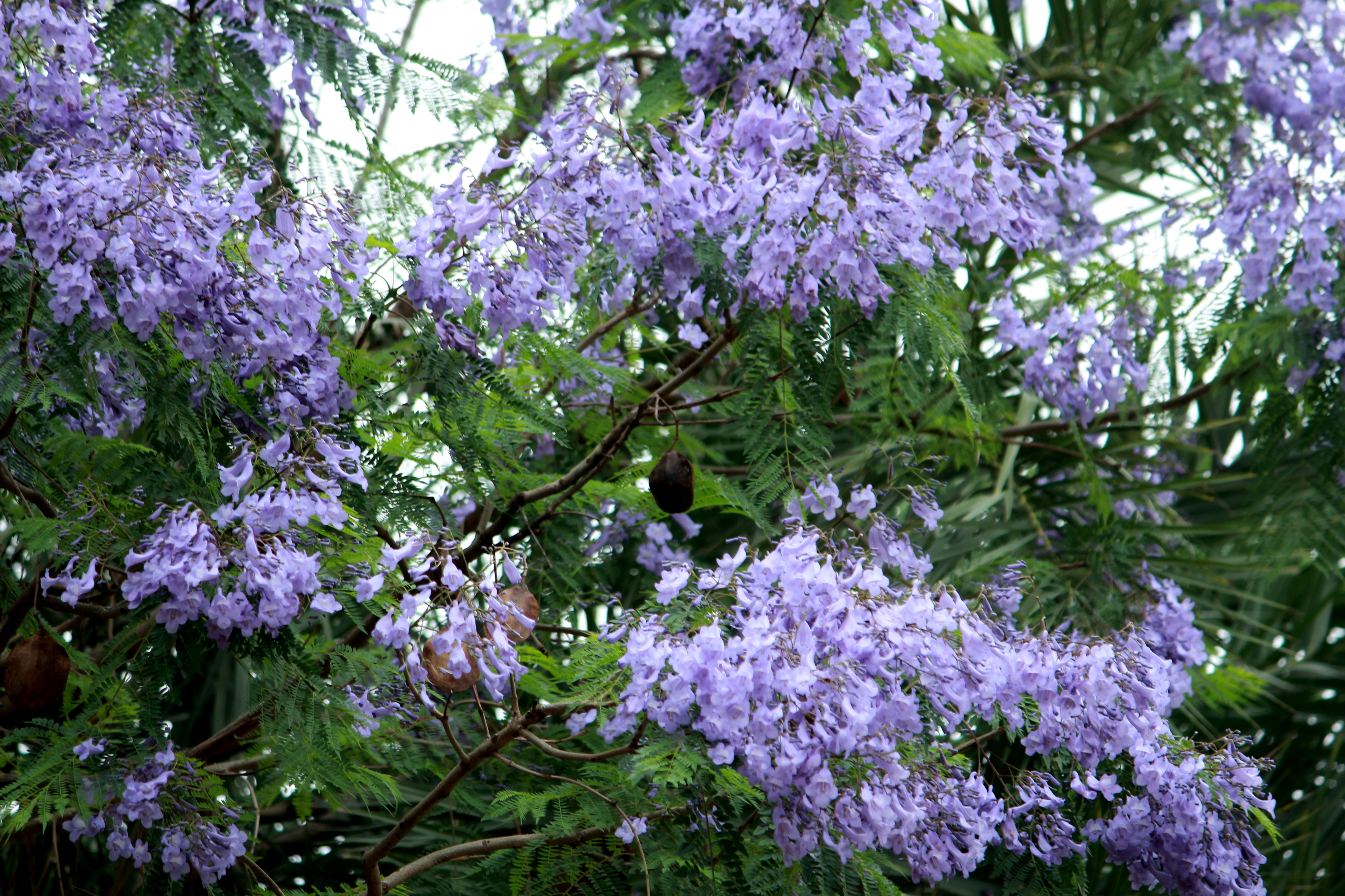 IMG_7465.JPG