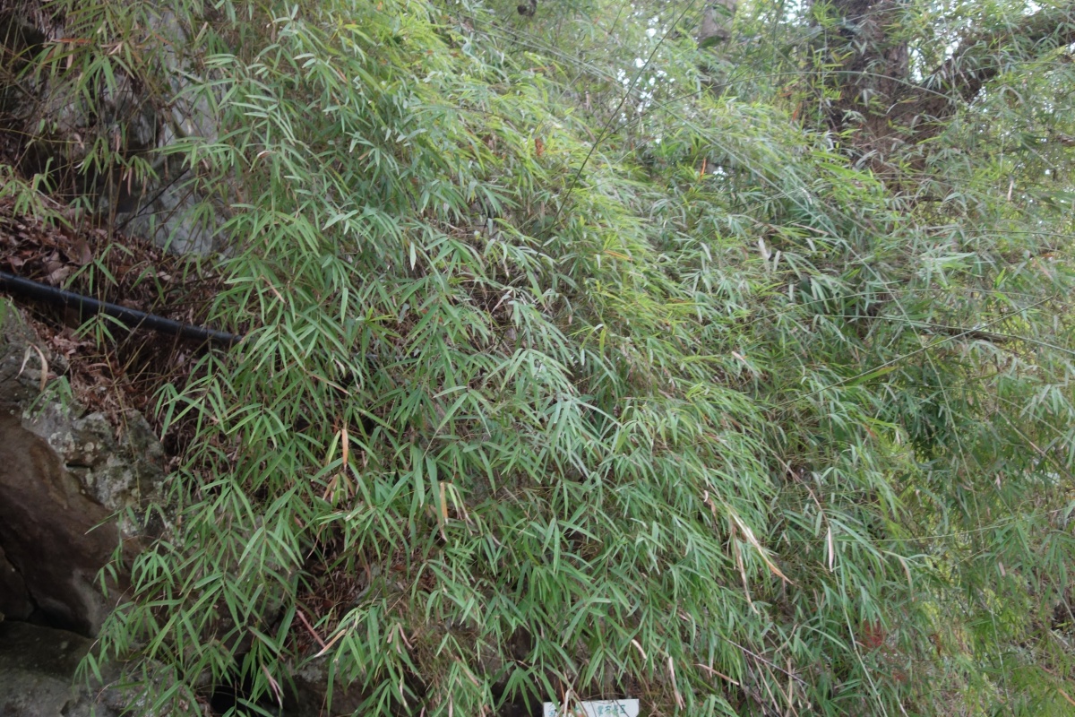 DSC08637.JPG