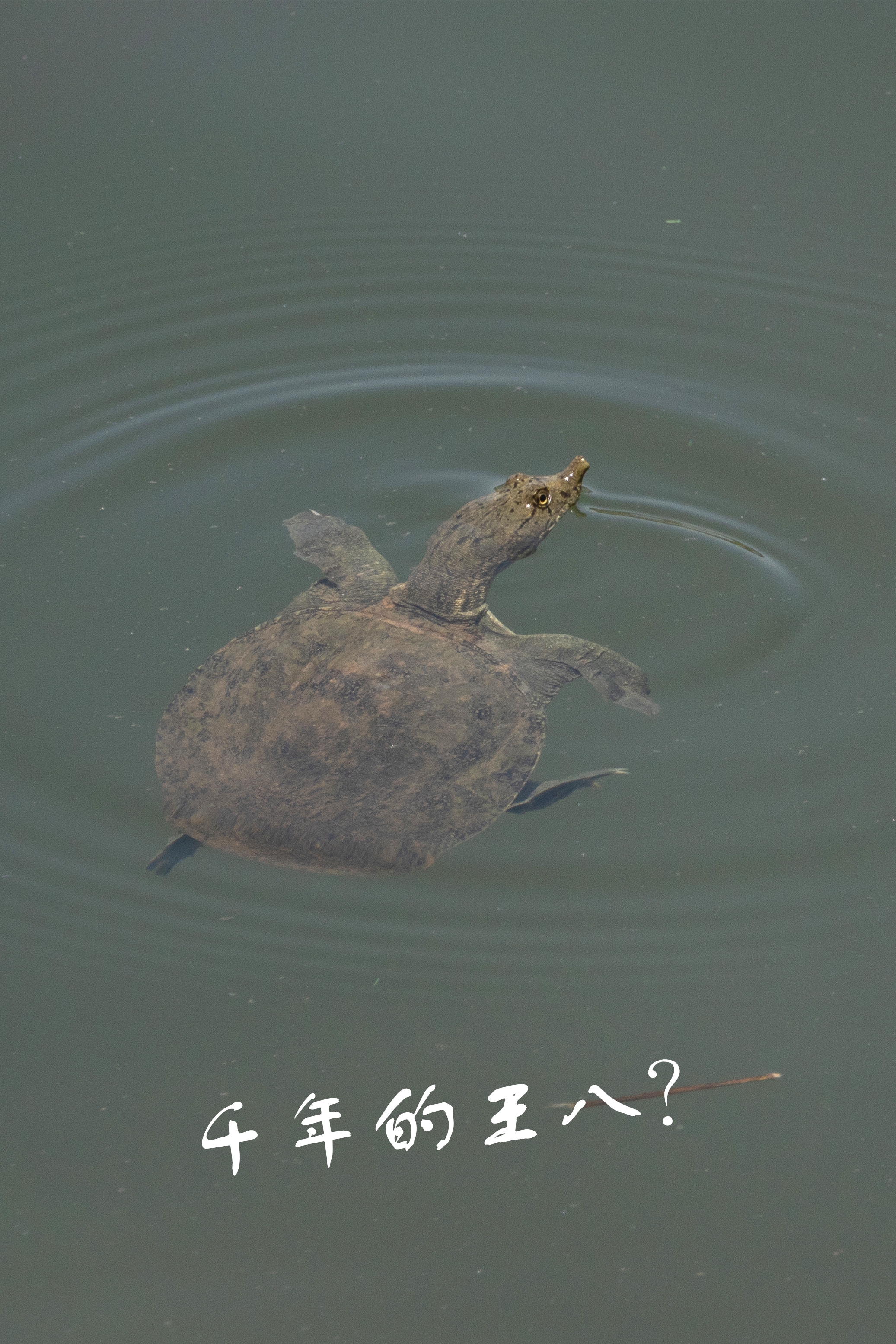 DSC01775.jpg