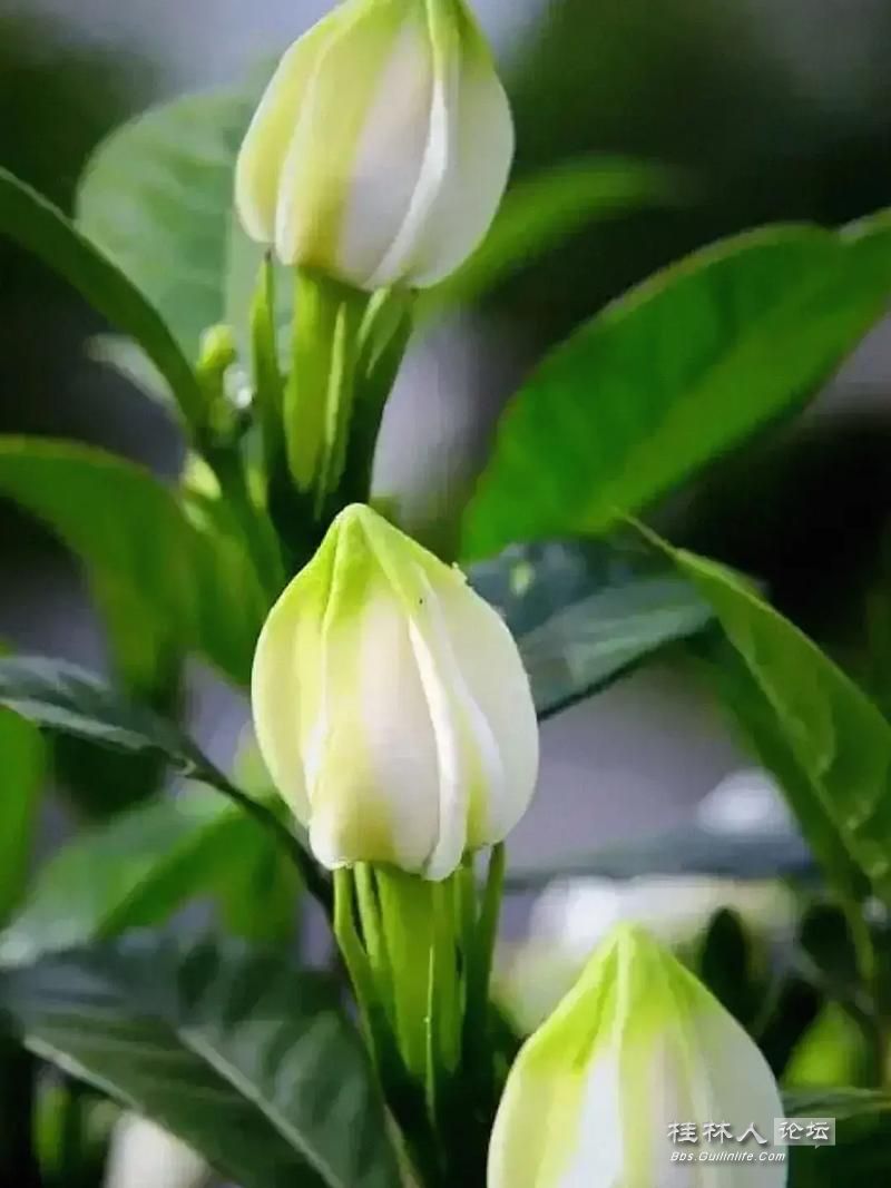u=1896318444,3044316335&fm=253&app=138&f=JPEG.jpg