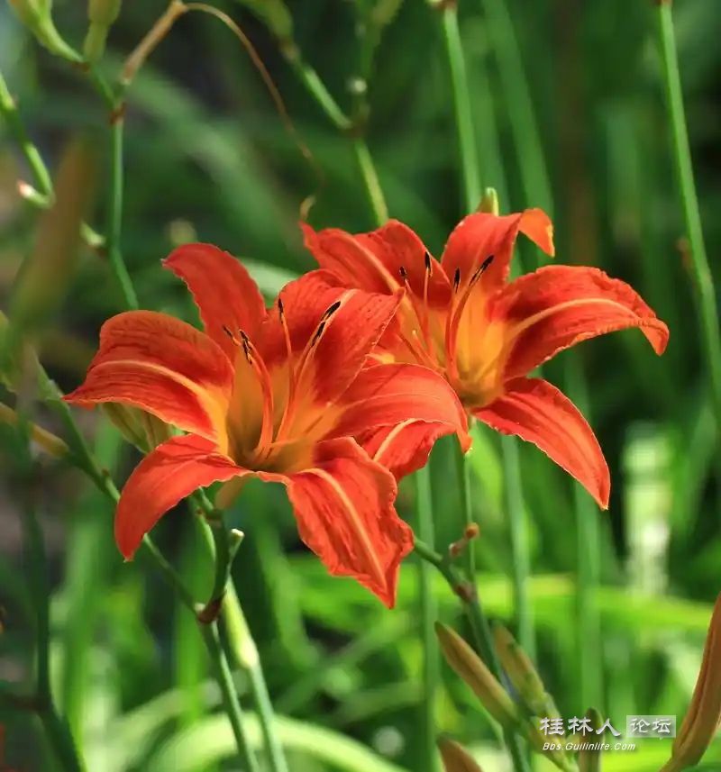 u=1669710555,2022318004&fm=253&fmt=auto&app=120&f=JPEG.webp.jpg