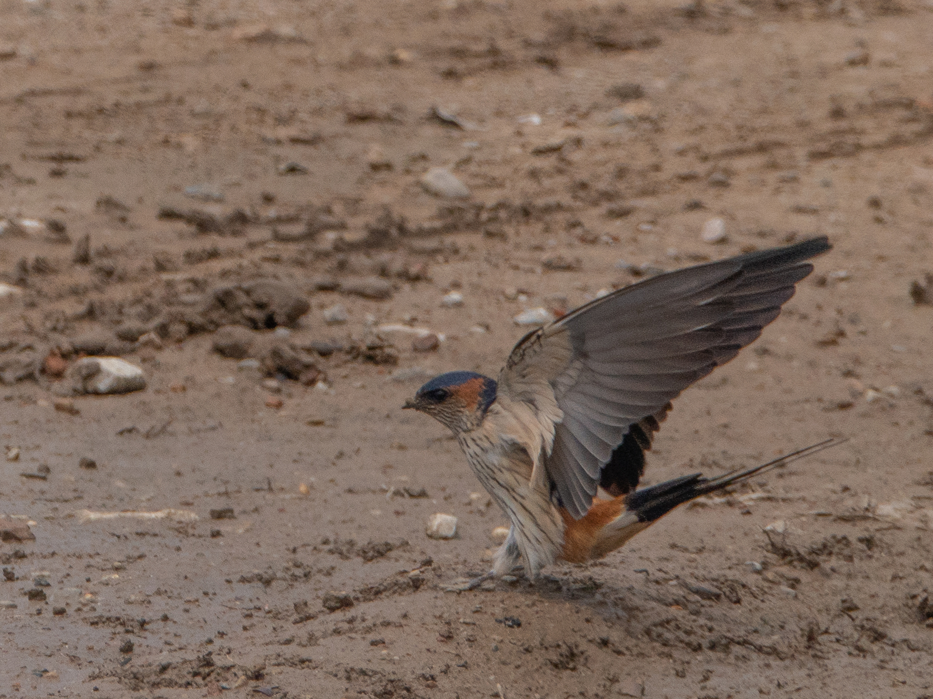 DSC02090_.jpg