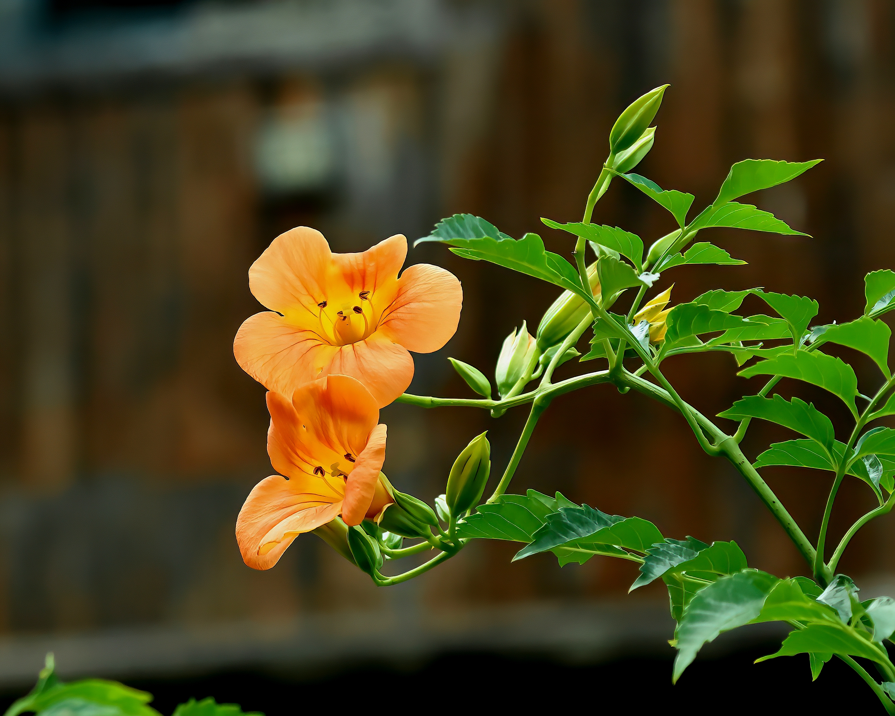 5D2A6047_-DeNoiseAI-clear.jpg