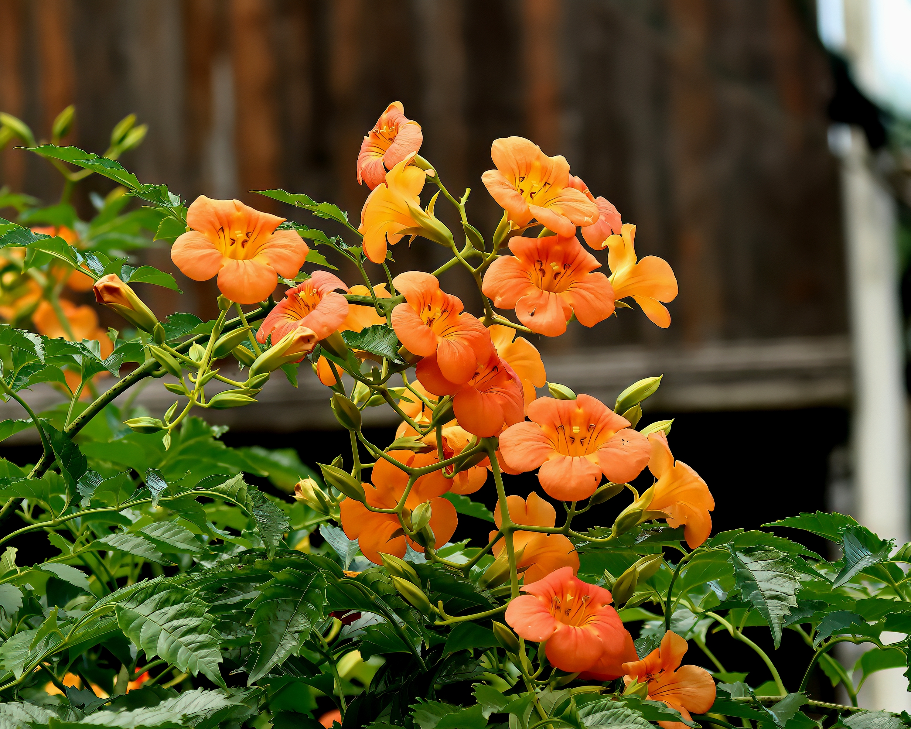 5D2A6050_-DeNoiseAI-clear.jpg