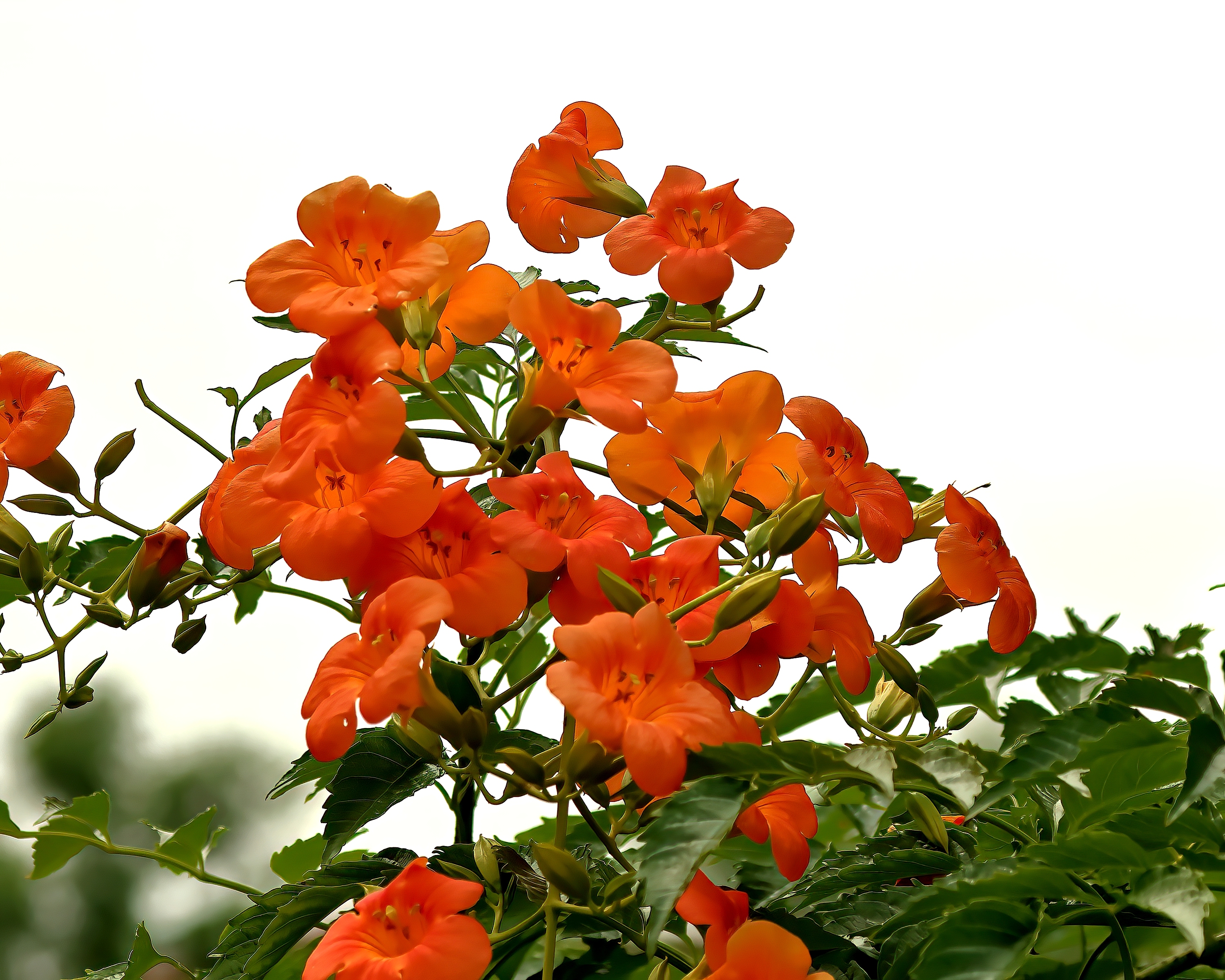 5D2A6052-DeNoiseAI-clear.jpg