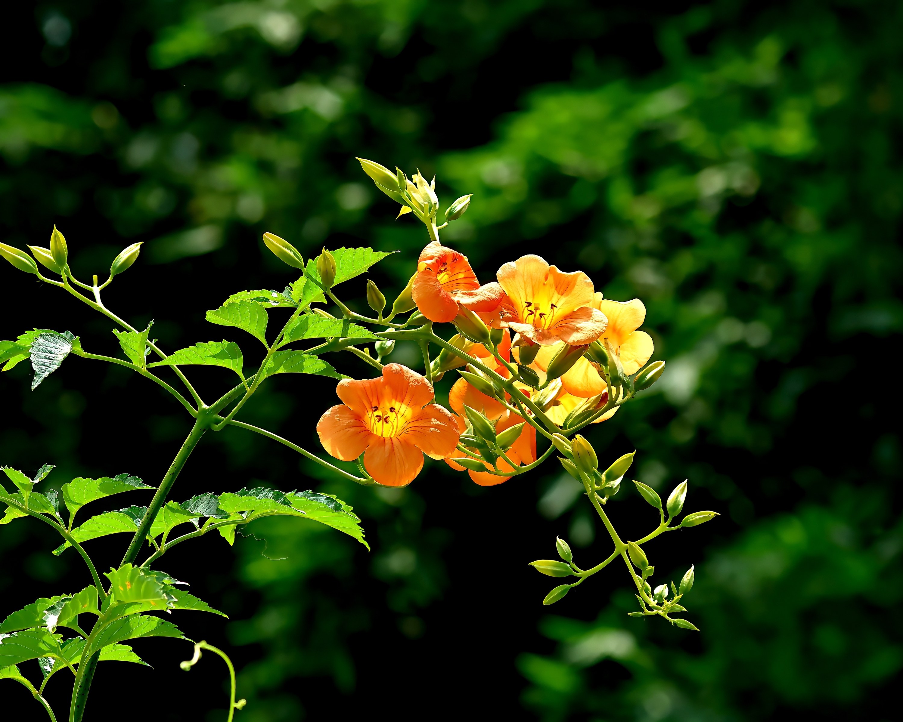 5D2A6061_-DeNoiseAI-clear.jpg