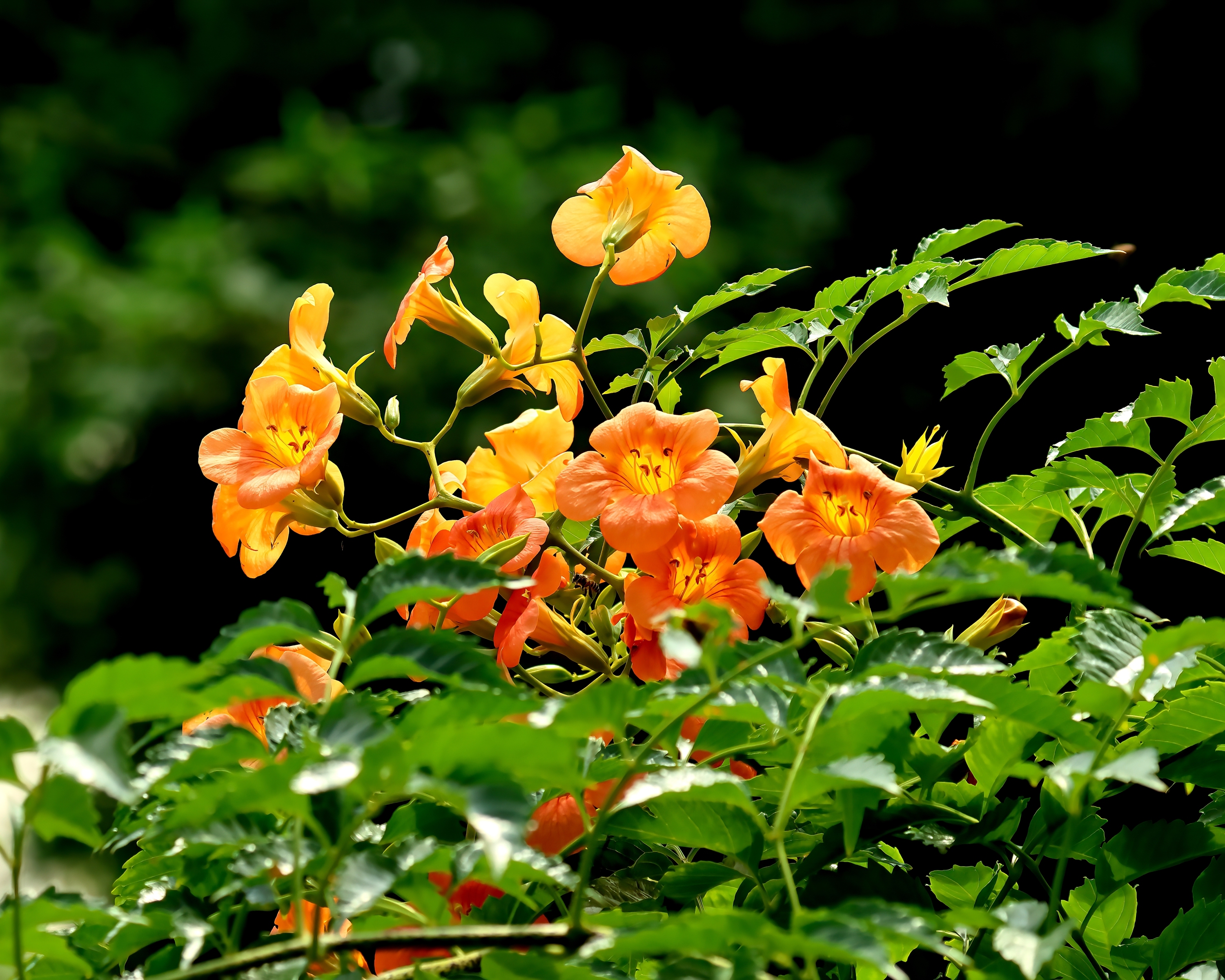5D2A6065_-DeNoiseAI-clear.jpg