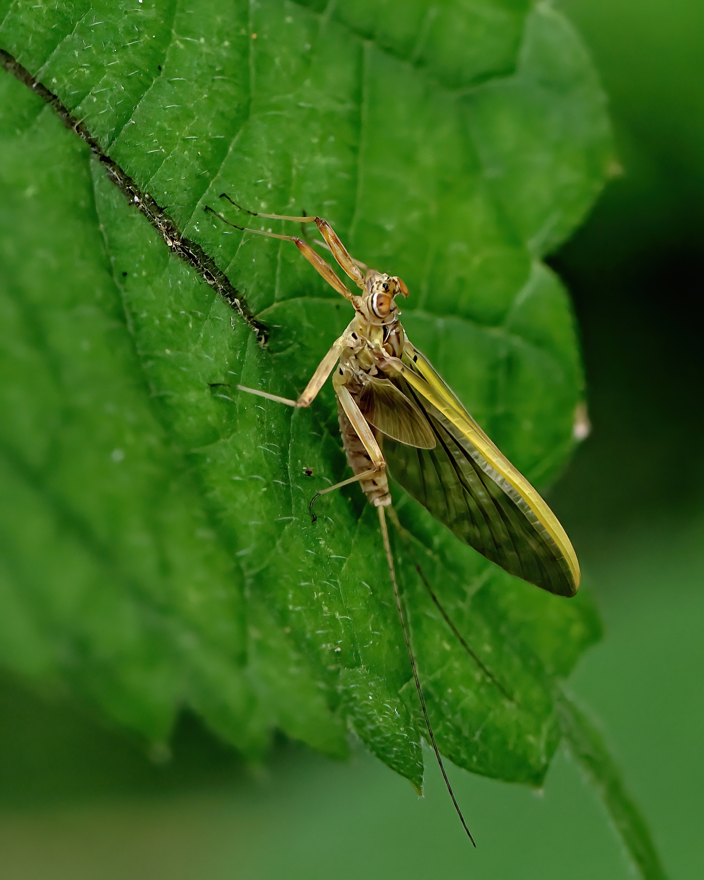 5D2A0658-DeNoiseAI-clear.jpg