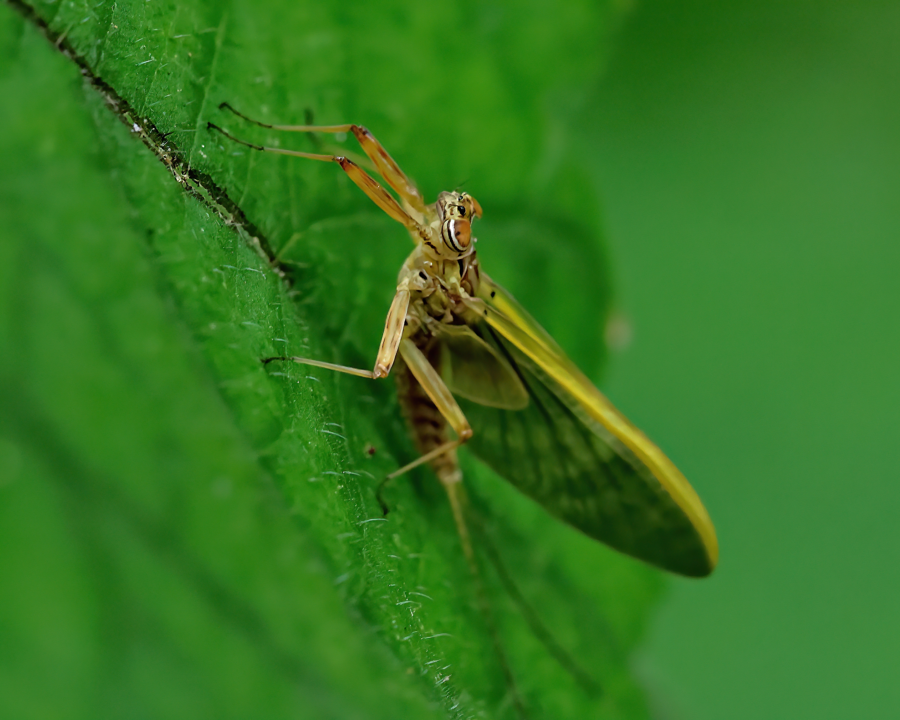 5D2A0667-DeNoiseAI-clear.jpg