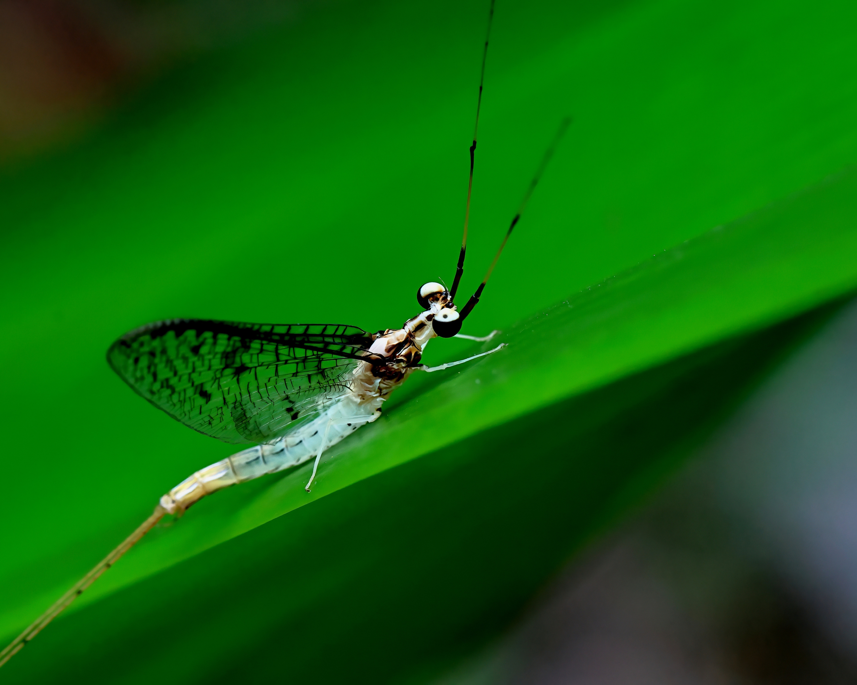 5D2A2568-DeNoiseAI-clear.jpg