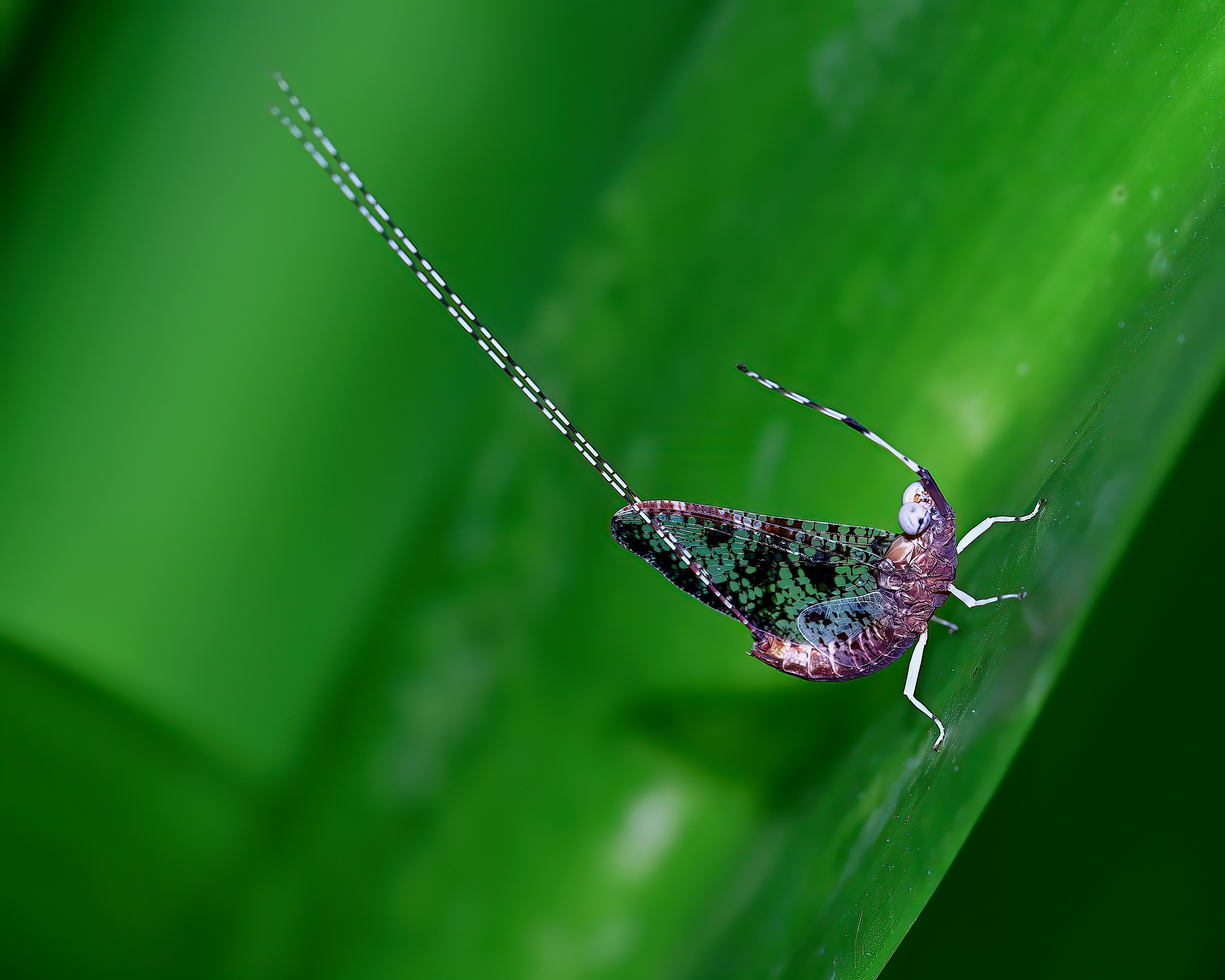 5D2A2616-DeNoiseAI-clear.jpg