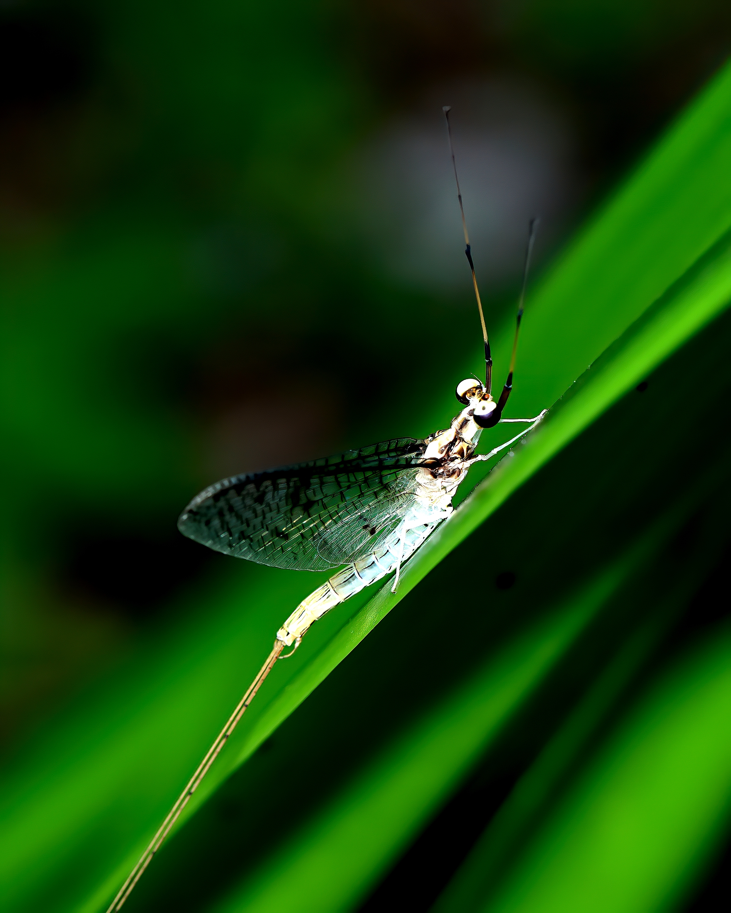 5D2A2627-DeNoiseAI-clear.jpg
