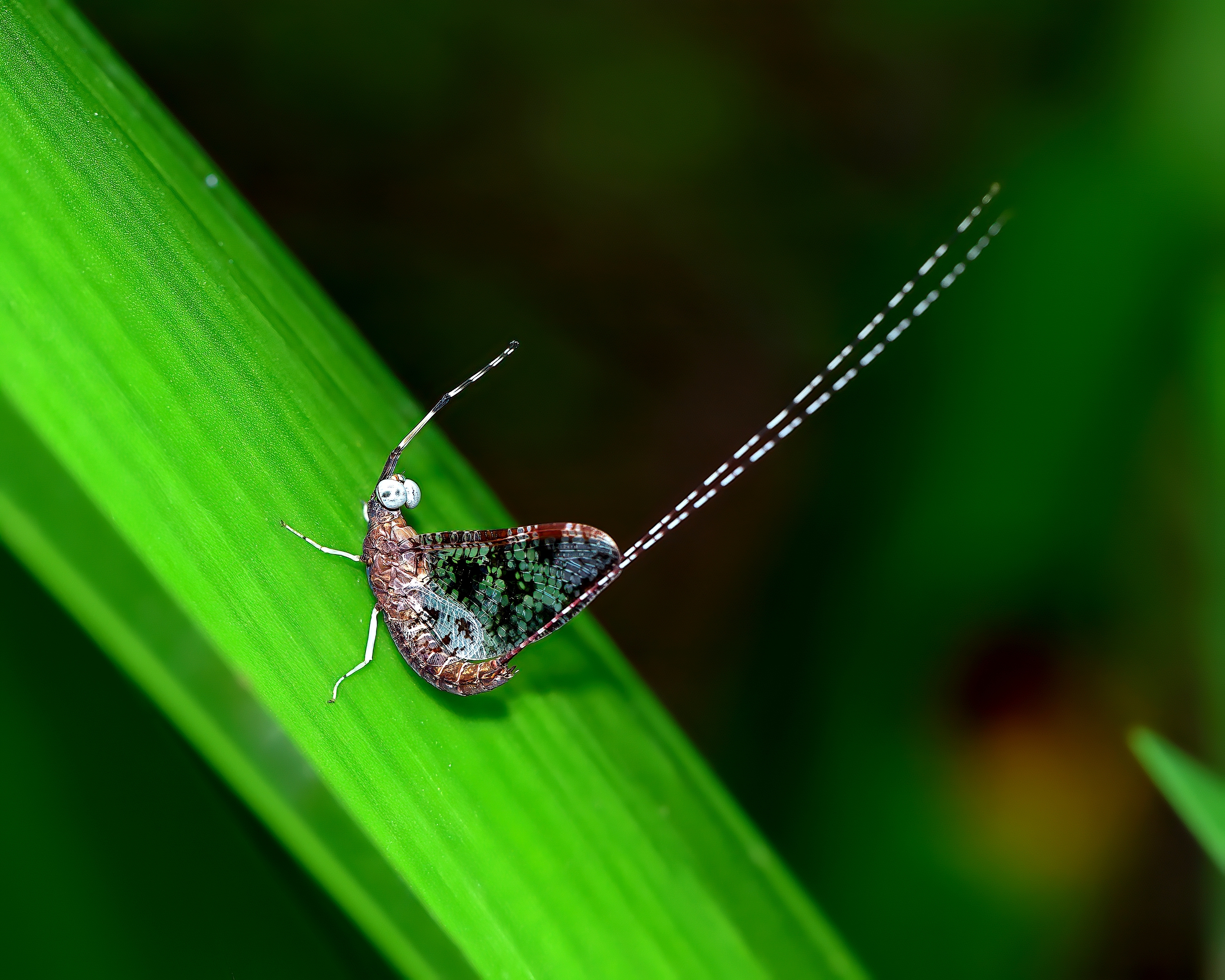 5D2A2633-DeNoiseAI-clear.jpg