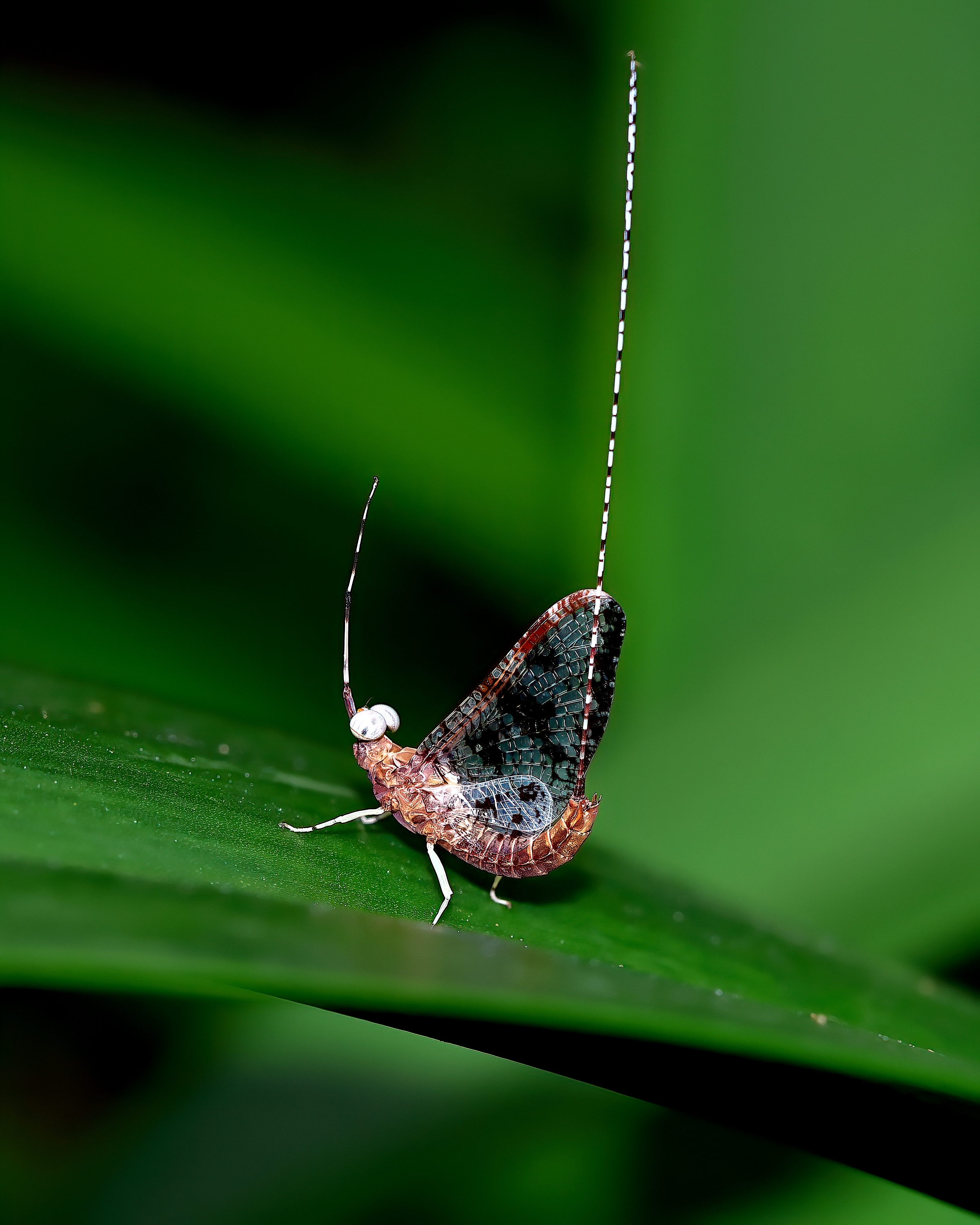 5D2A2637-DeNoiseAI-clear.jpg