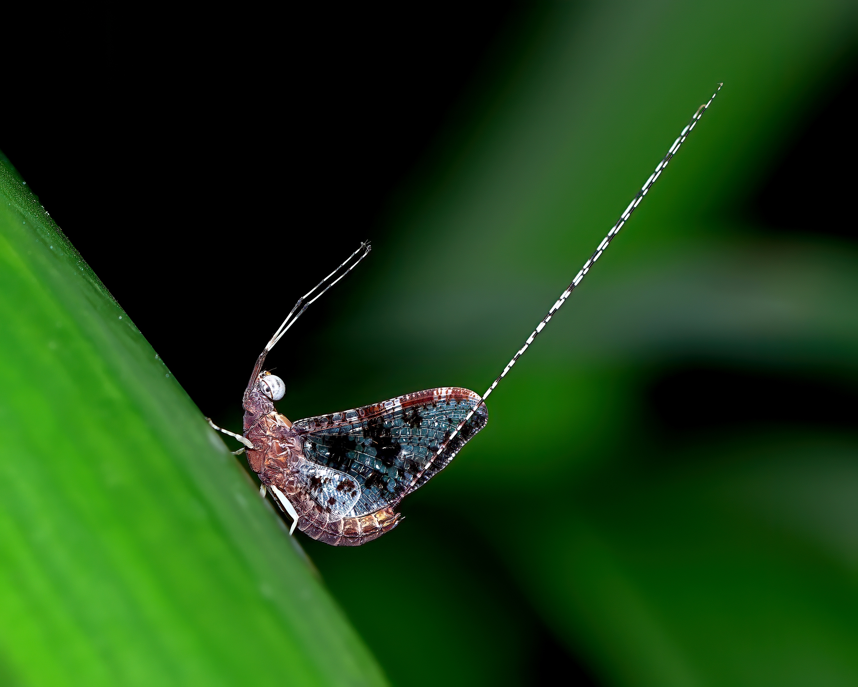5D2A2649-DeNoiseAI-clear.jpg