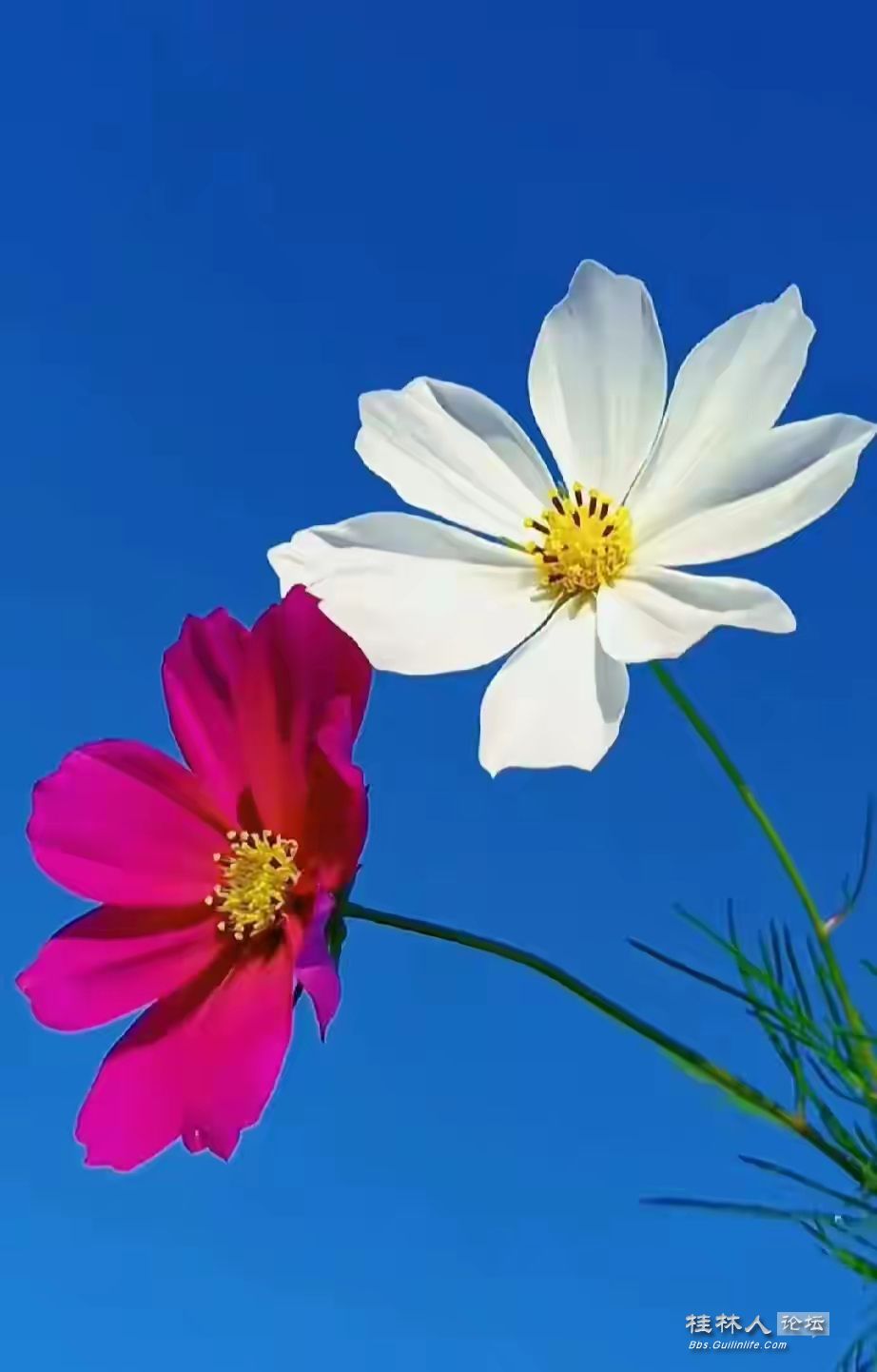 IQfwAbXrGdBRX8q8X-h5Wwead25aced94ddb42db01d665be2f93d6.jpg