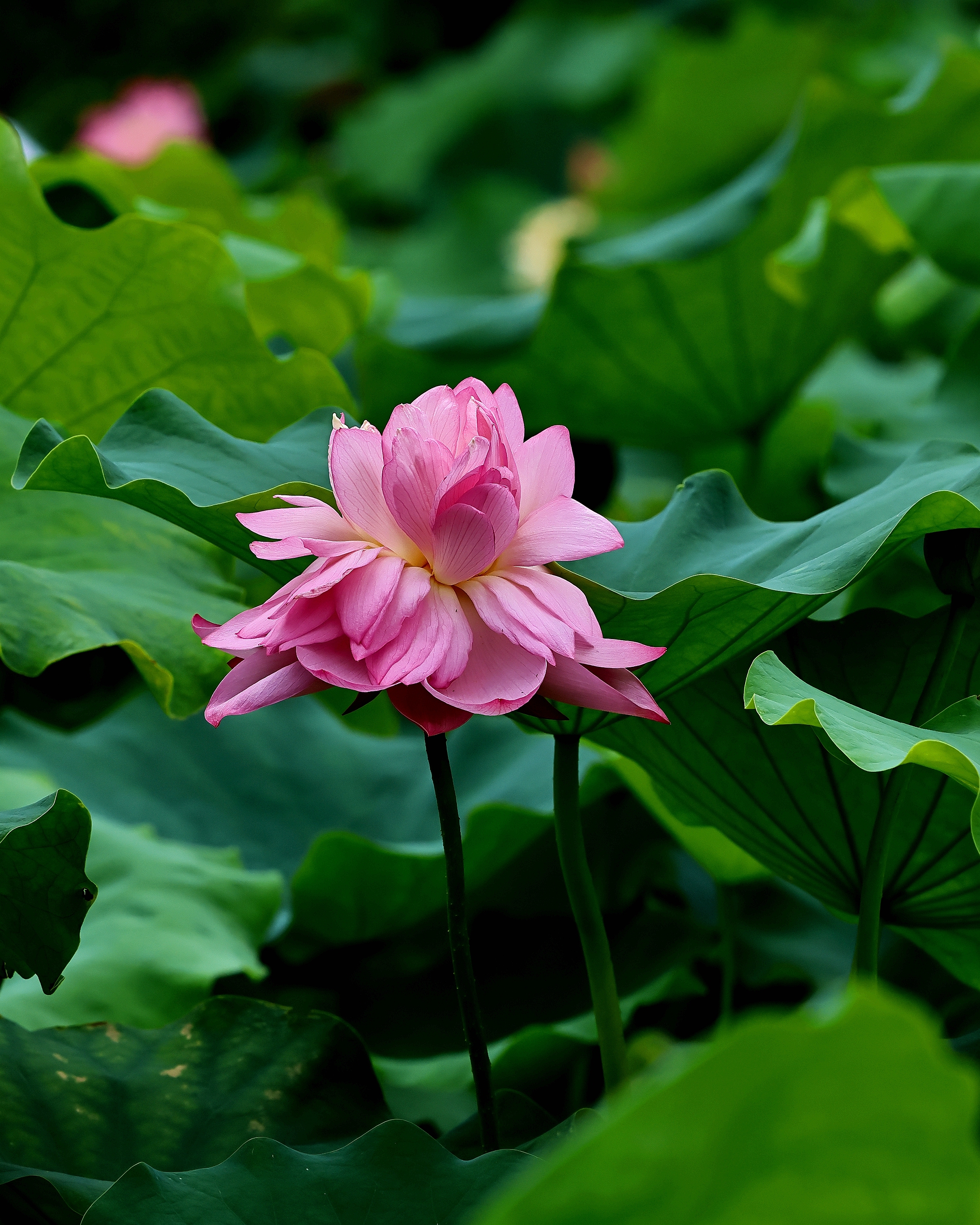 5D2A6789_.jpg