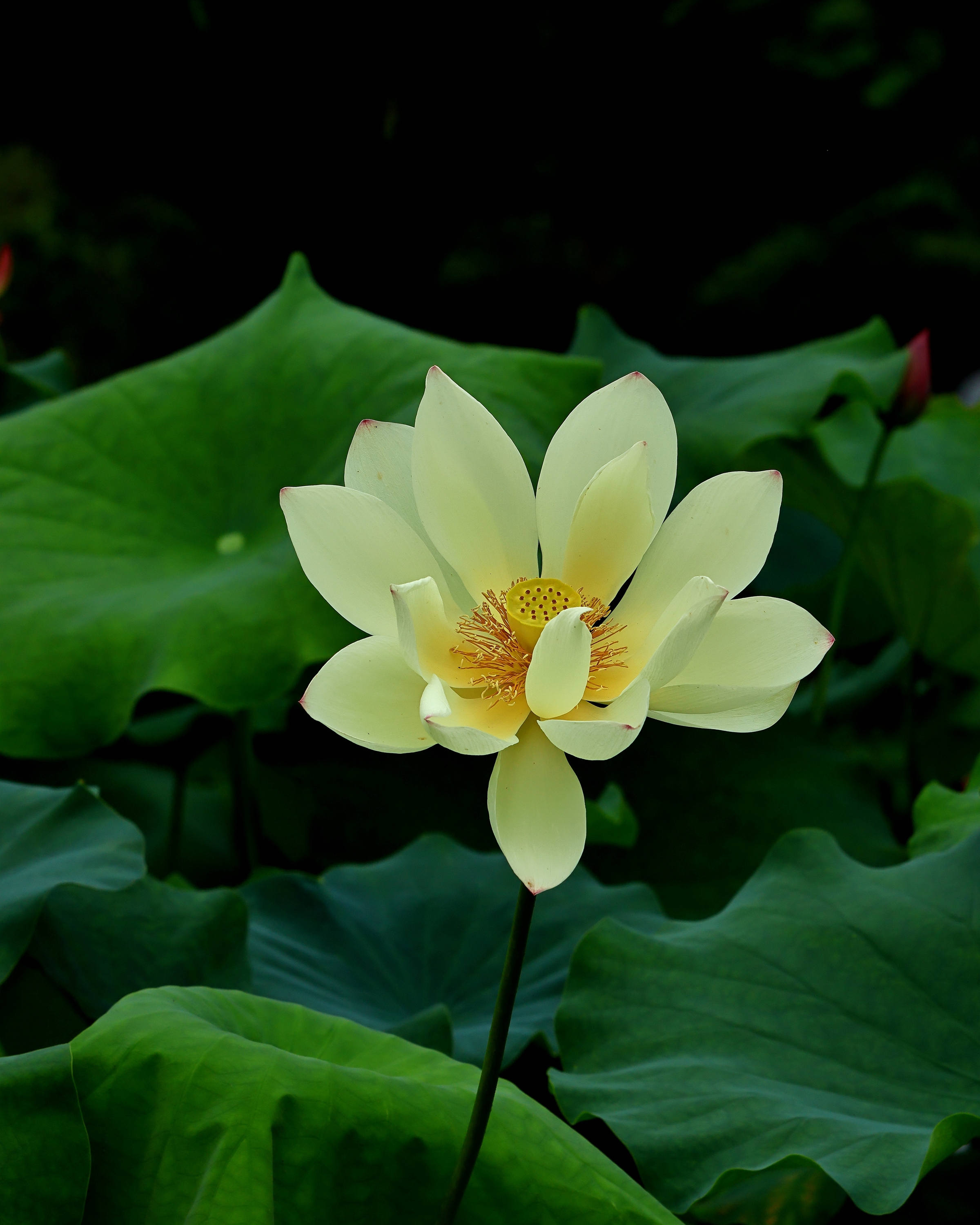 5D2A6794_.jpg