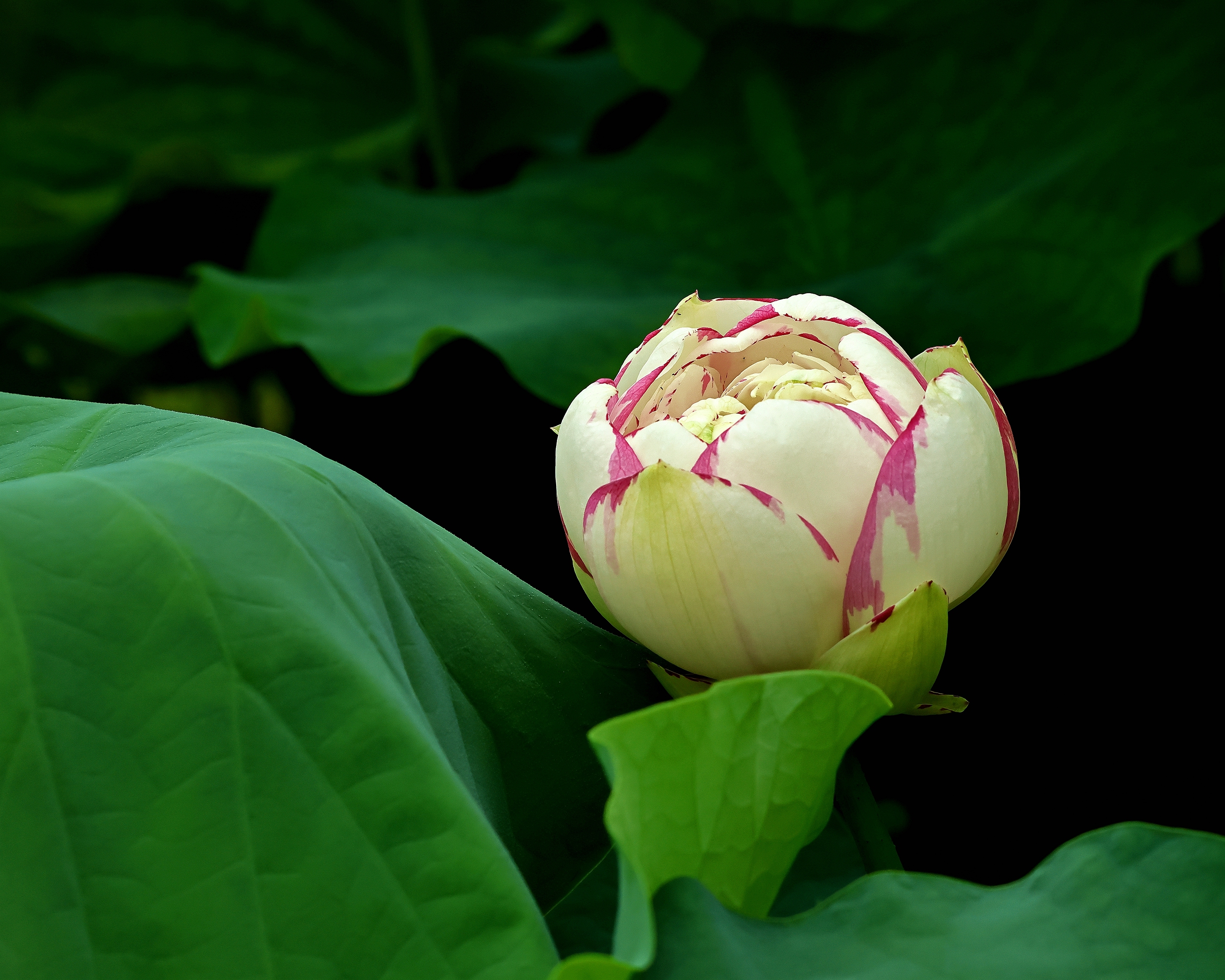 5D2A6812_.jpg