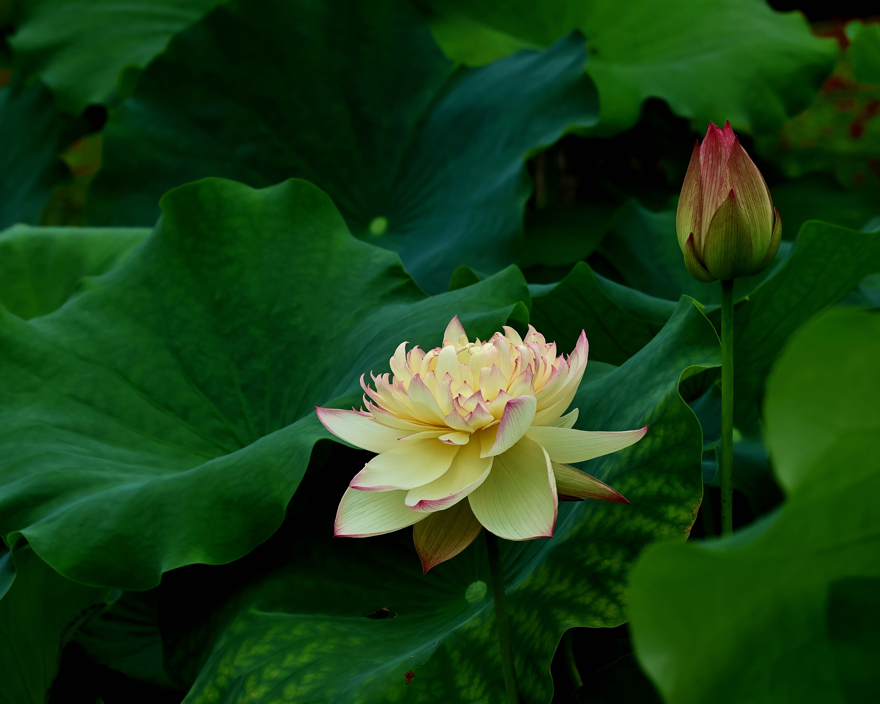 5D2A6825_.jpg