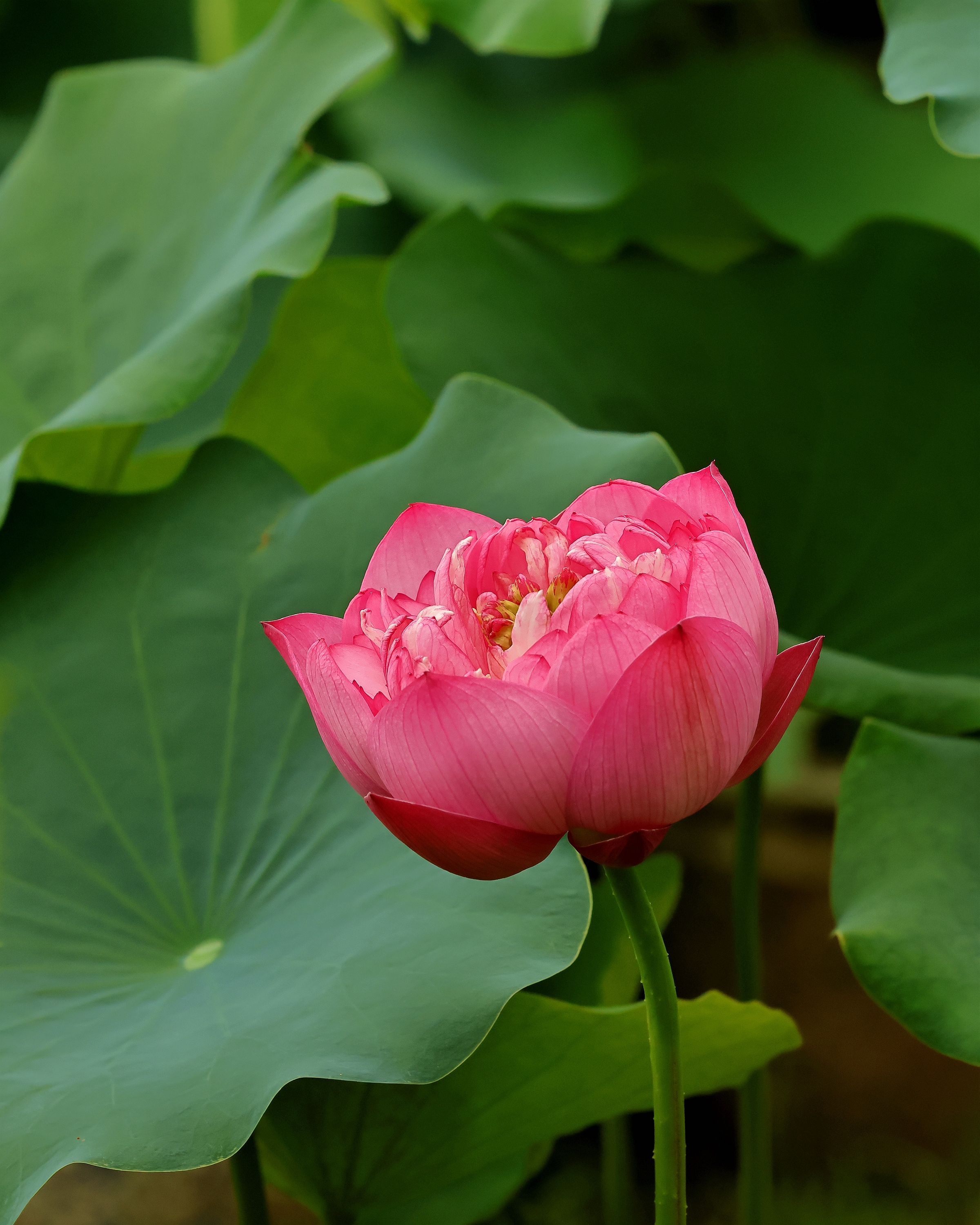 5D2A6860_.jpg