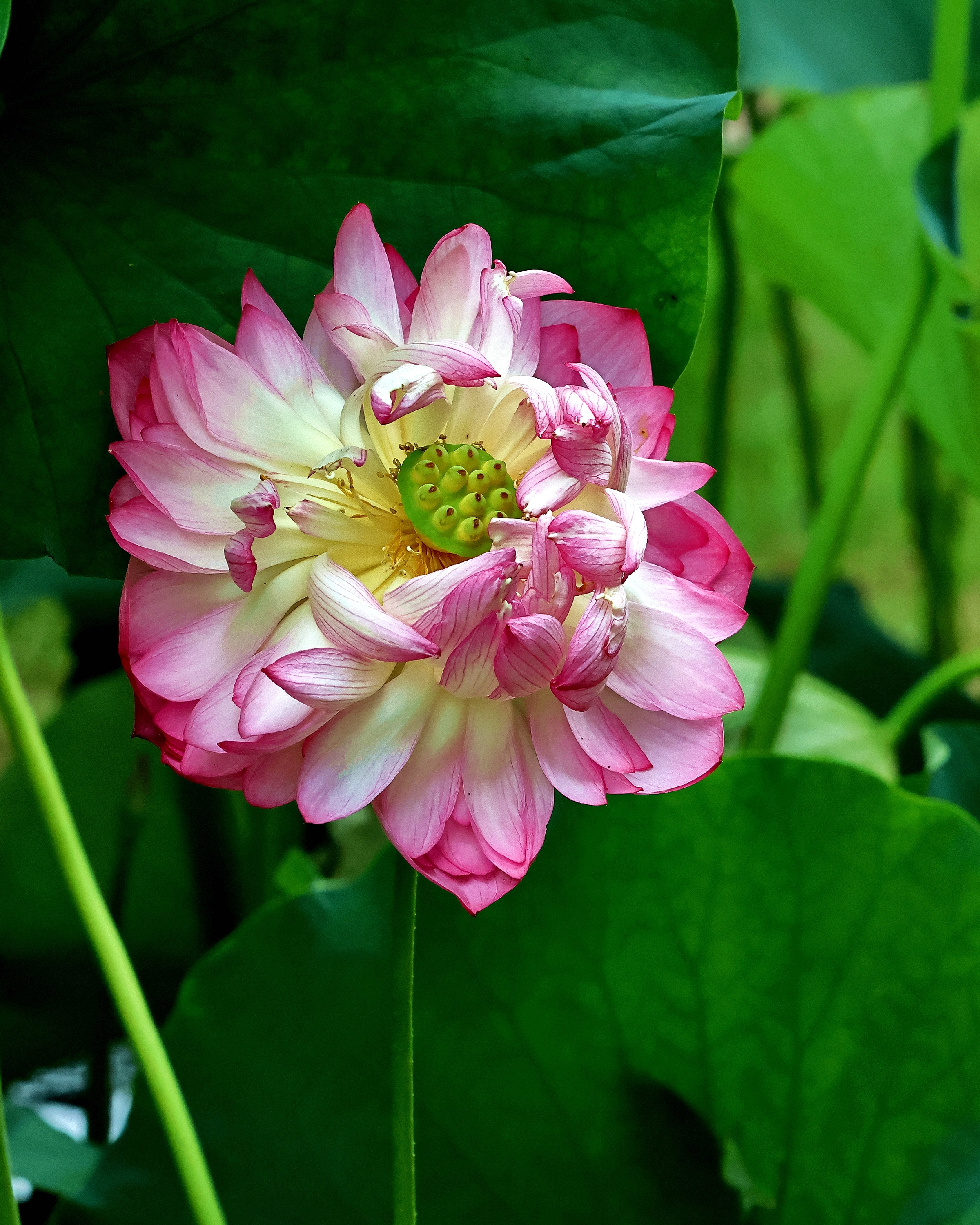 5D2A6862_.jpg