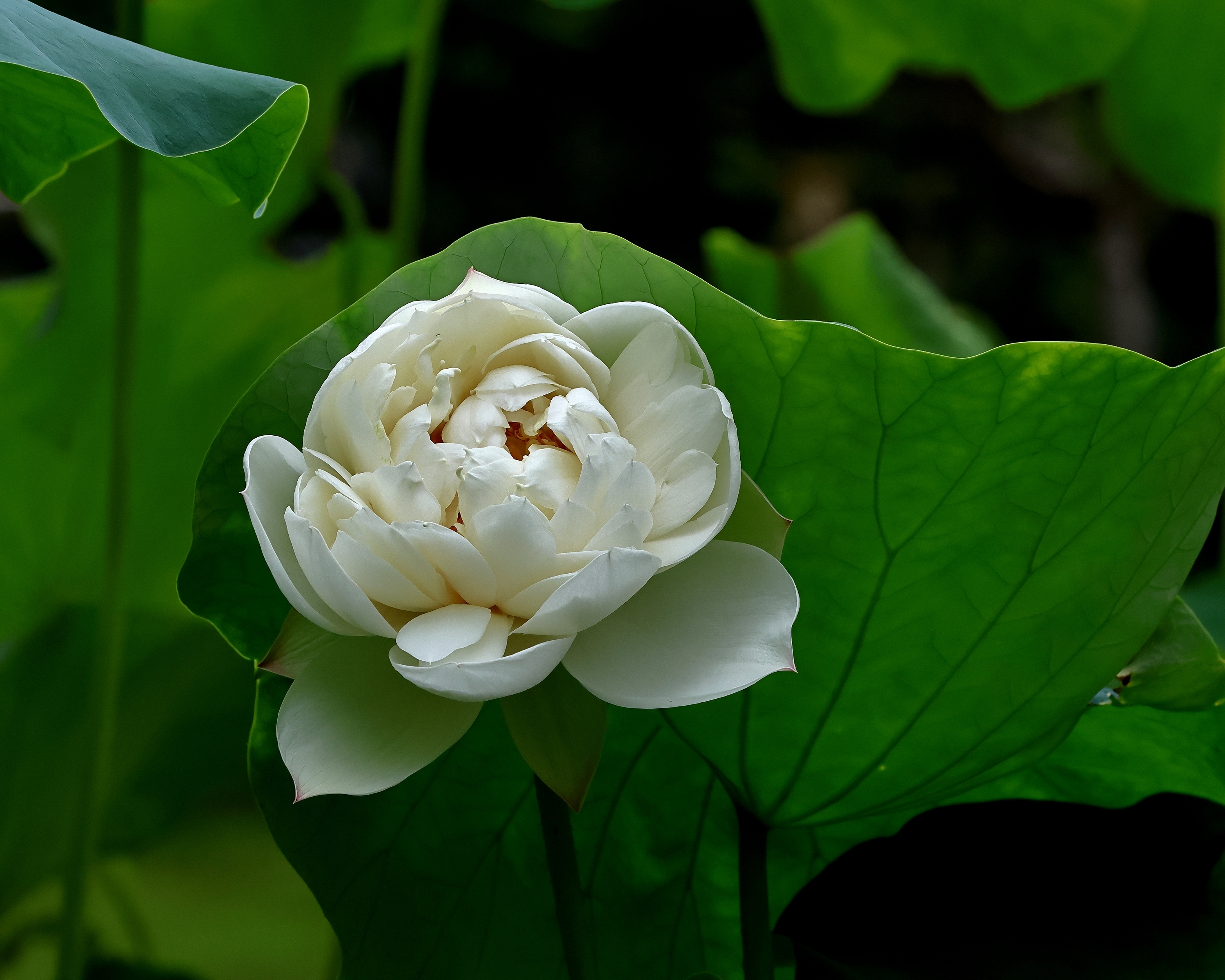 5D2A6893_.jpg